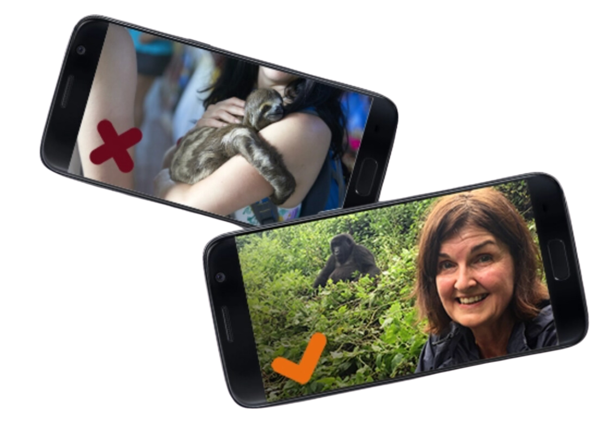 Graphic of phones showing the right and wrong type of selfie with a wild animal.