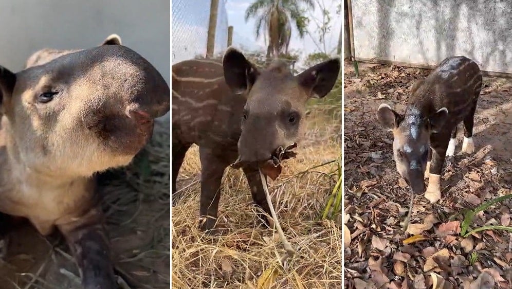 Melancia the tapir, rescued from wildfires in the Pantanal region of Brazil.