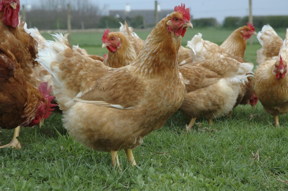 Victory for Laying Hens in Oregon!