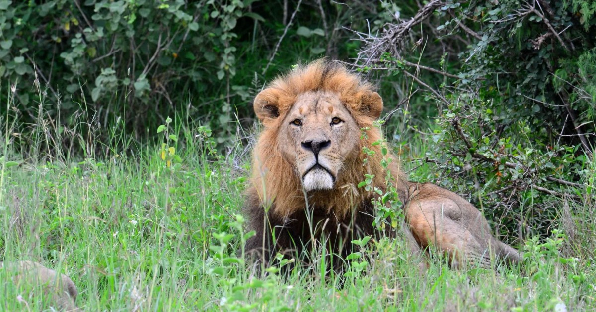 Five Years Later: Remembering Cecil The Lion