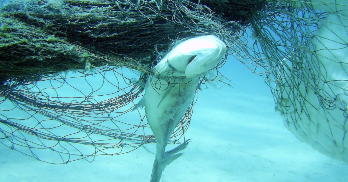 To stop the deaths of countless marine animals, we need to tag fishing gear