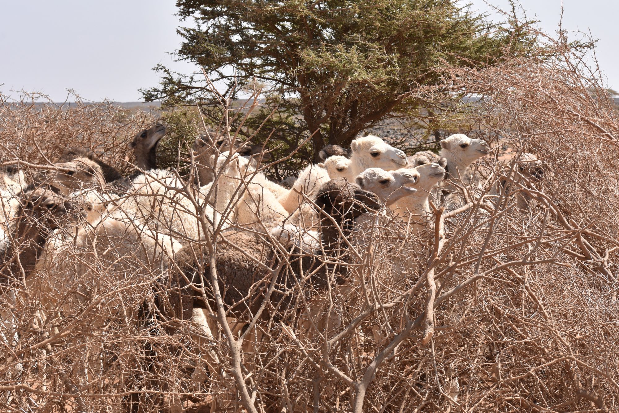 70 baby camels saved after toxic water poisons their mothers