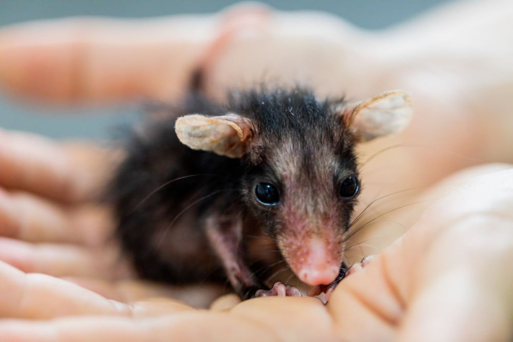 Tom, a baby opossum.