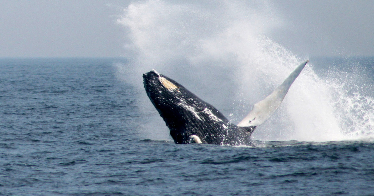 IUCN votes to halt Japan’s 'scientific' whaling