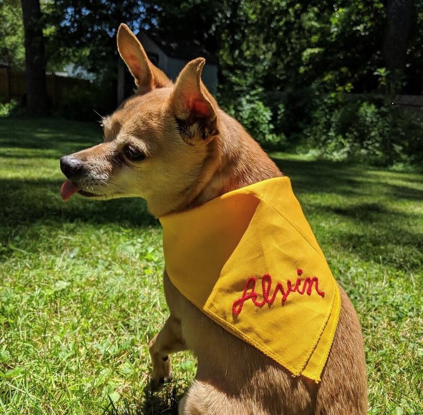 Alvin the dog wearing a yellow bandanna with his name on it.