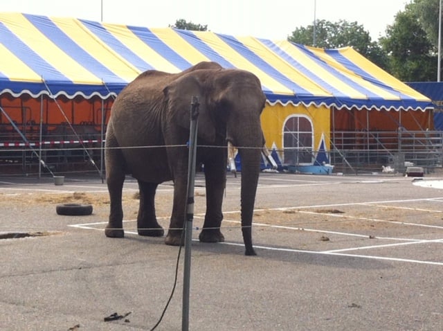 A circus elephant chained outside a circus venue in a parking lot.