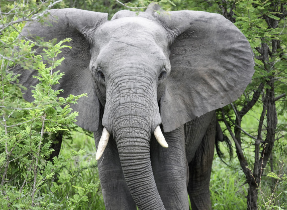 7 Facts About Elephants and Why They Don’t Belong in Captivity