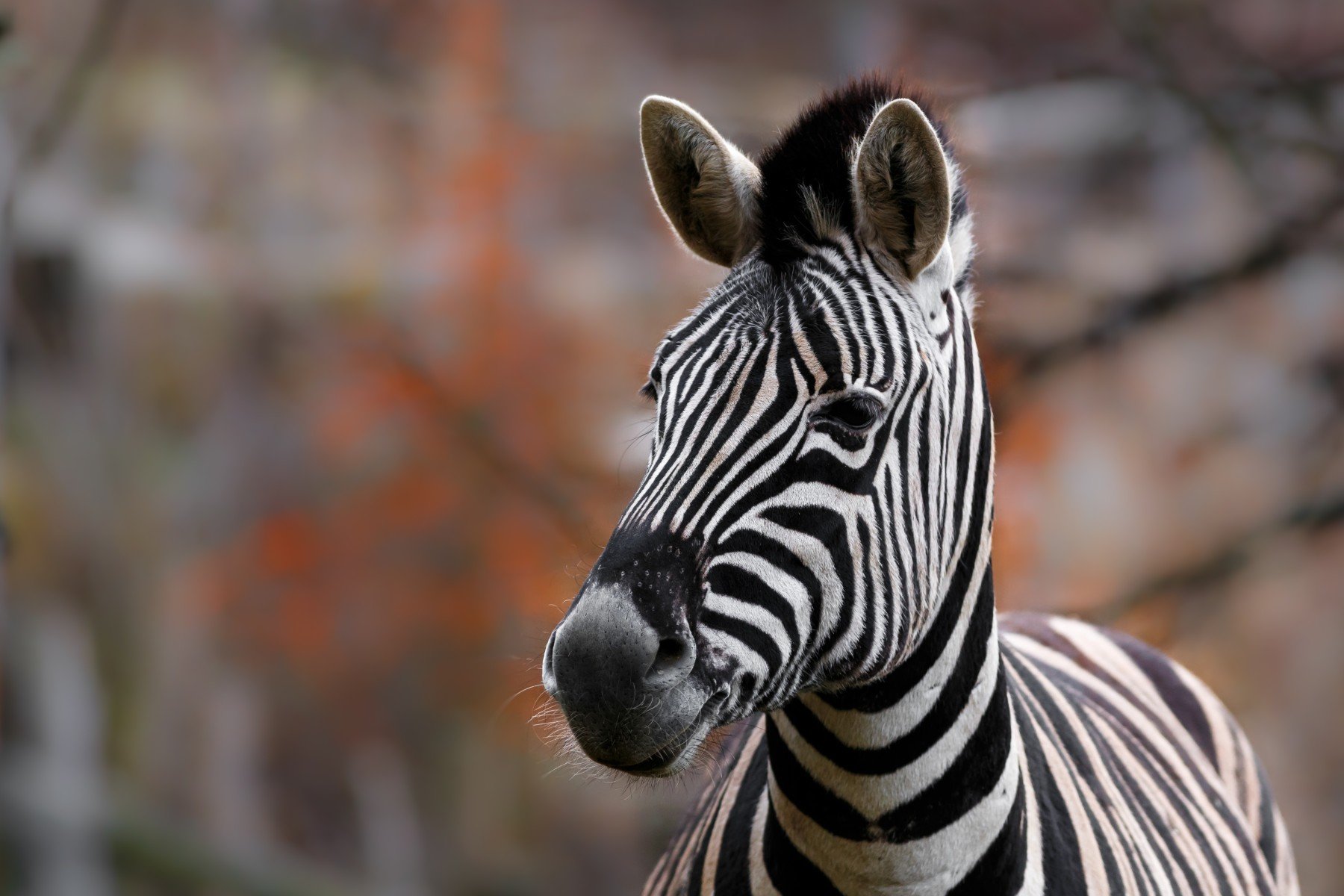 Zebras came to call…Interesting zebra facts…A circle among the
