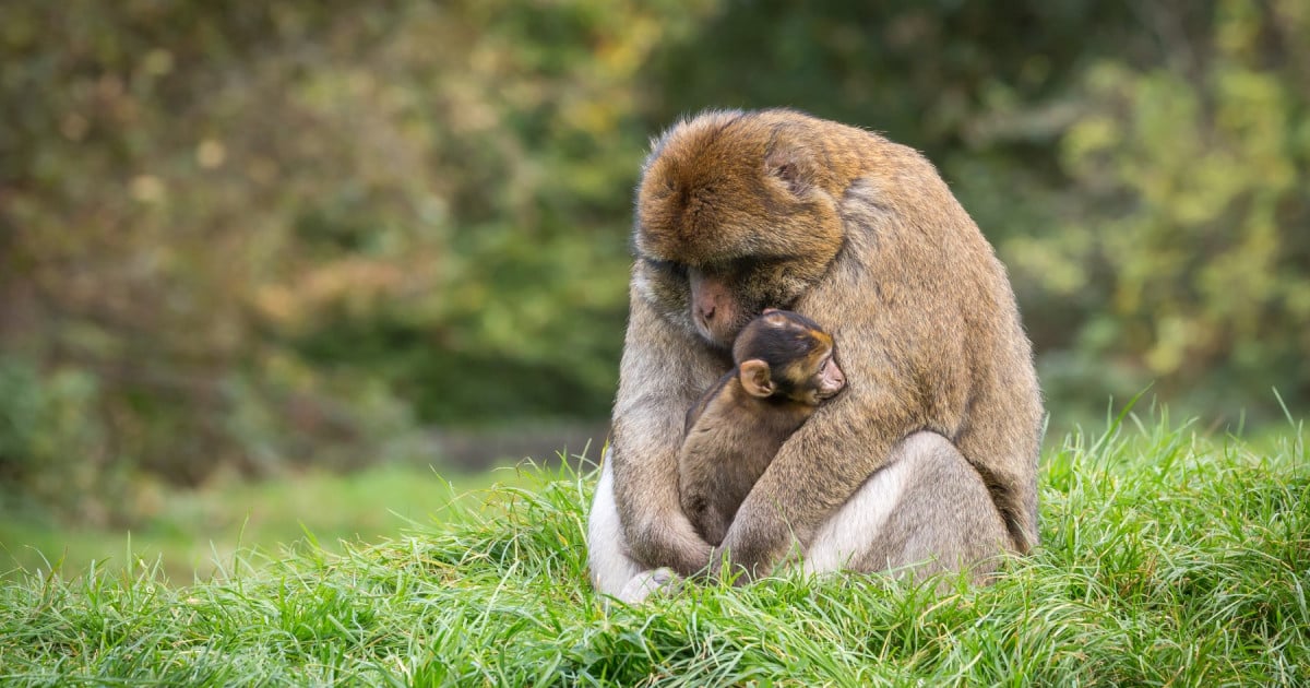 Monkey Marvels: Five Mind-Blowing Facts About Monkeys