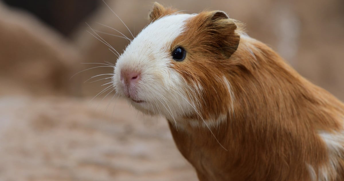 New York City Bans the Retail Sale of Guinea Pigs