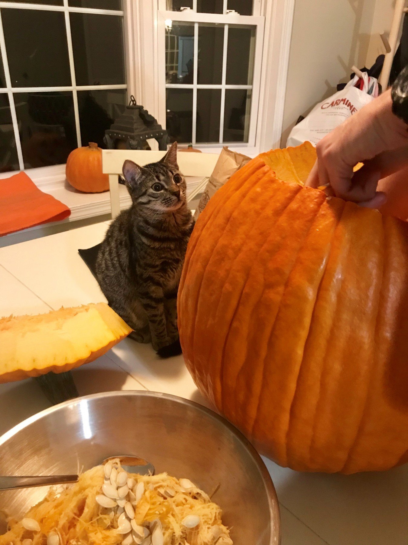 Ripley the cat with a giant pumpkin.