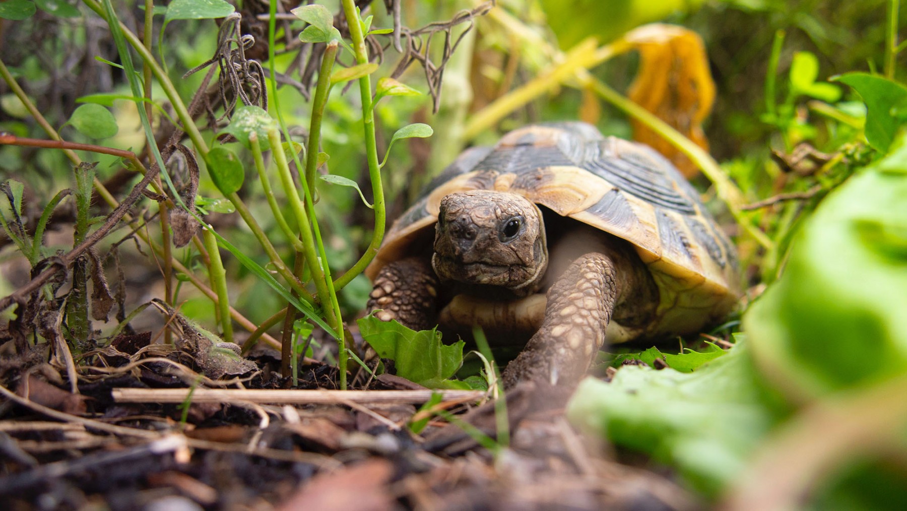 Turtles, Geckos, Lizards, Snakes, and Hedgehogs: Wild Animals Are ...