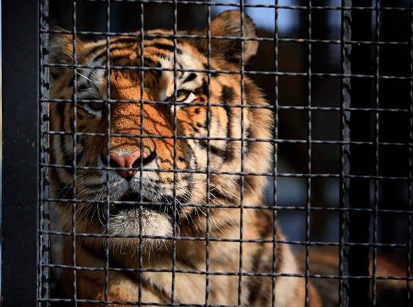 A large tiger in a black wire crate looking at the camera.