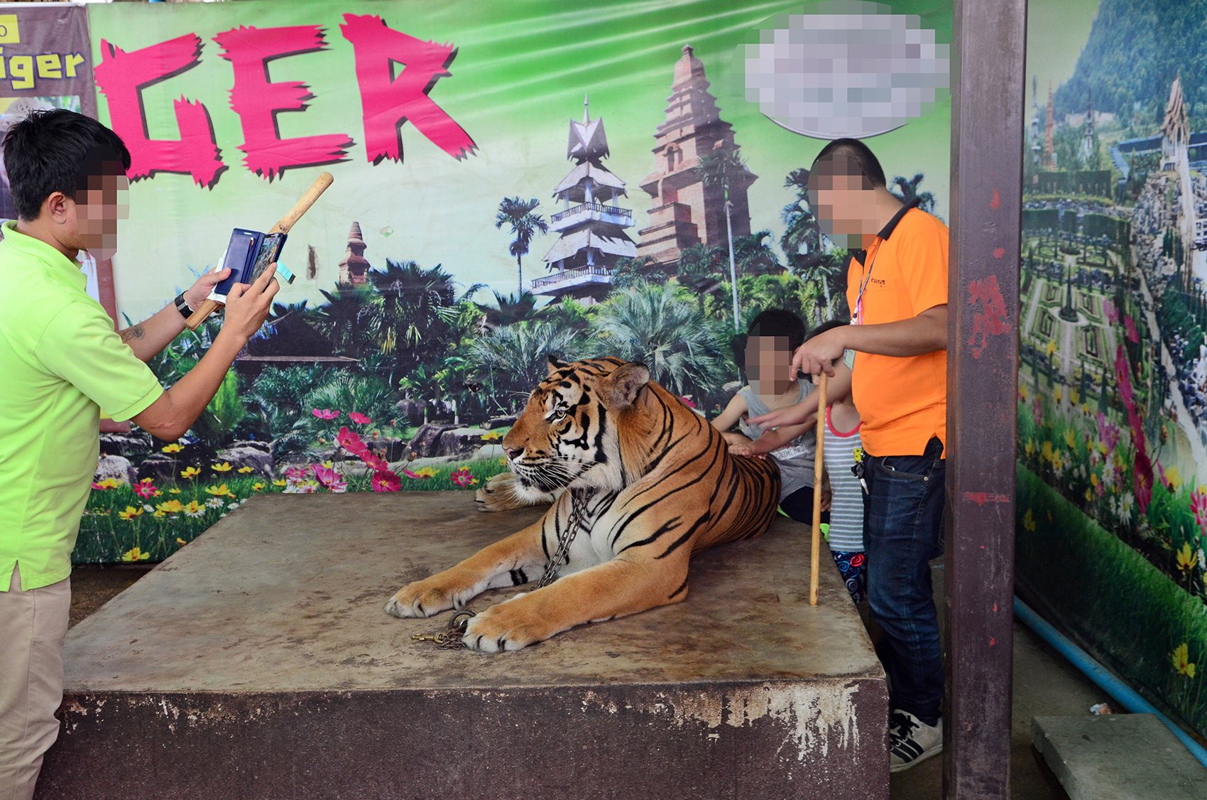 Tourists getting a selfie with a captive tiger.