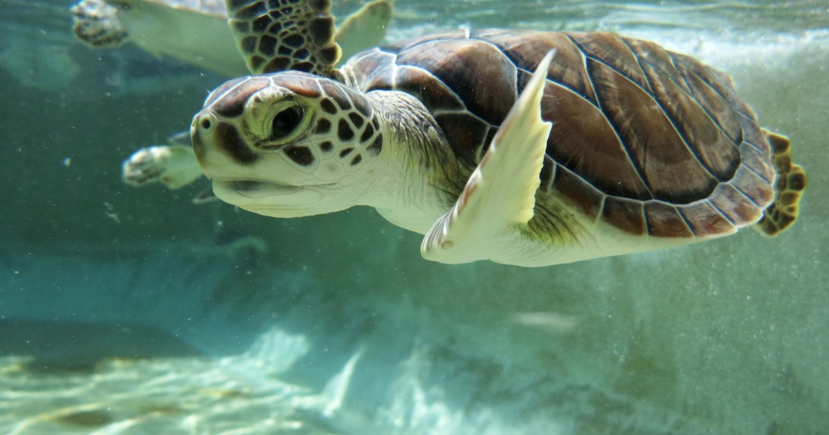 5 surprising facts about turtle cruelty happening today