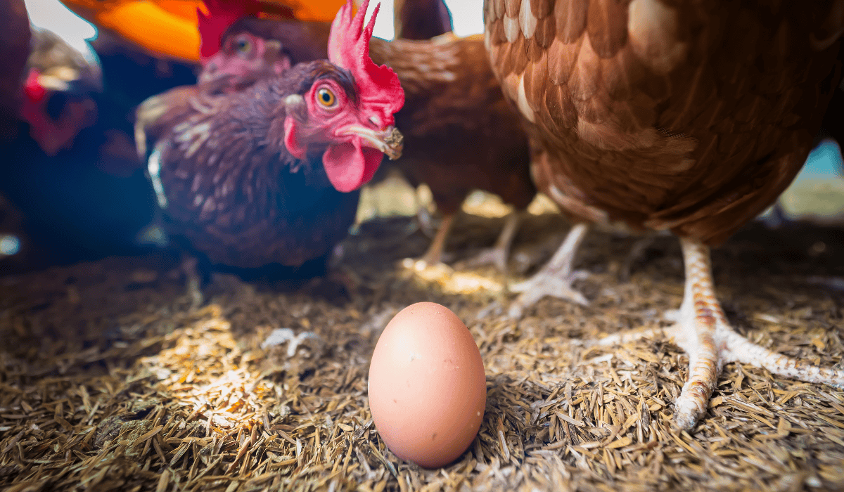Laying chickens with an egg.
