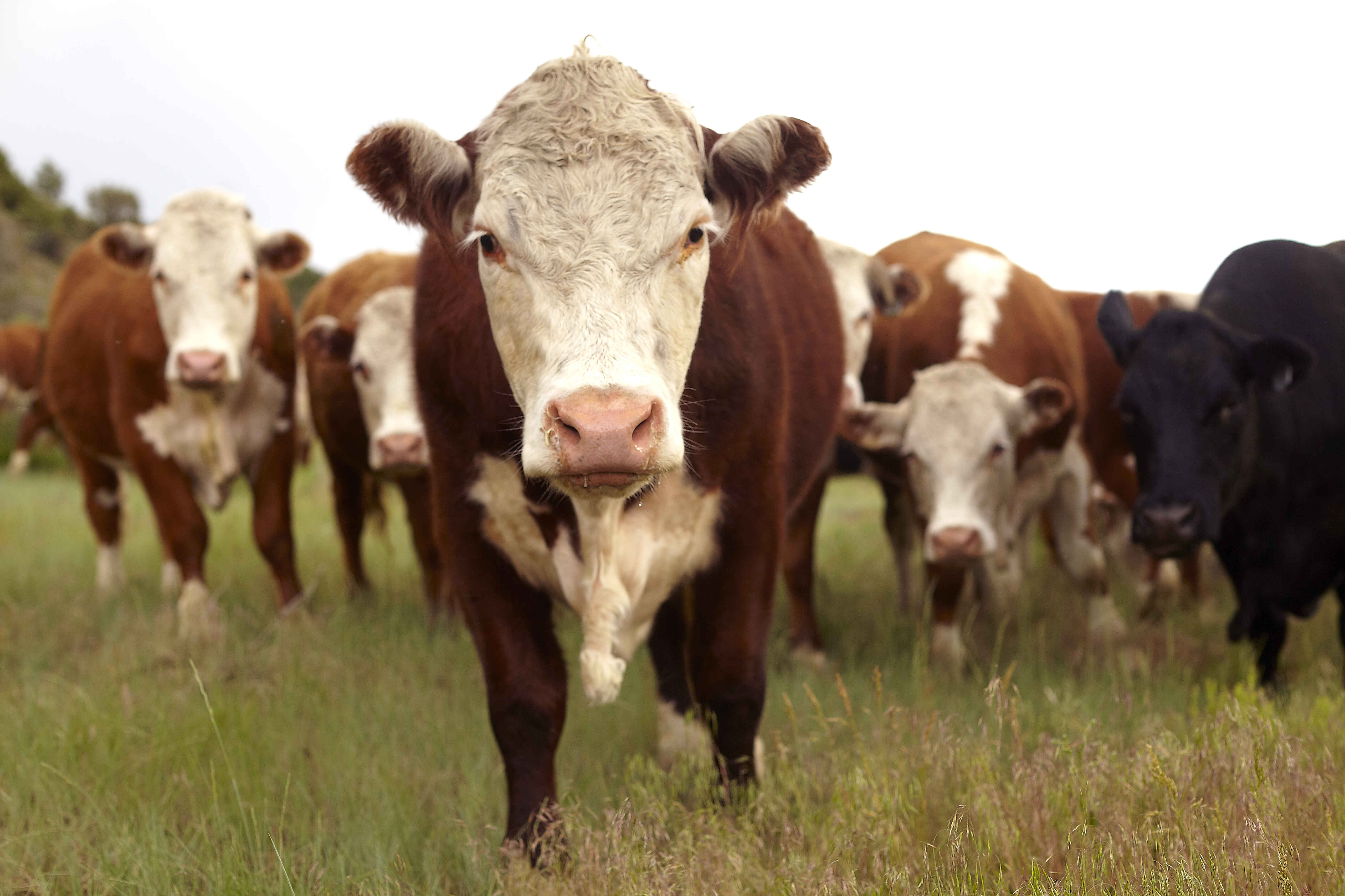 A group of cows in a grassy field looking at the camera.