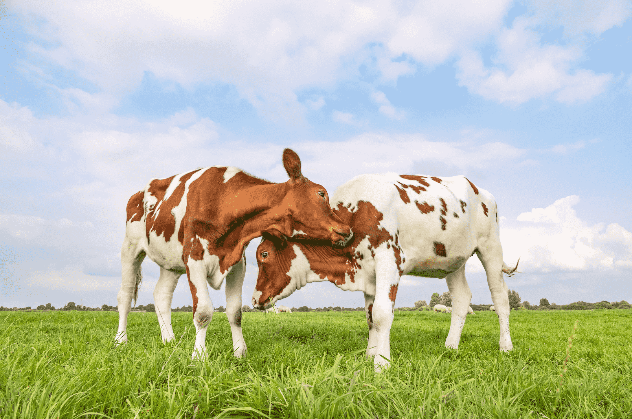 Two cows cuddling outside on the grass.