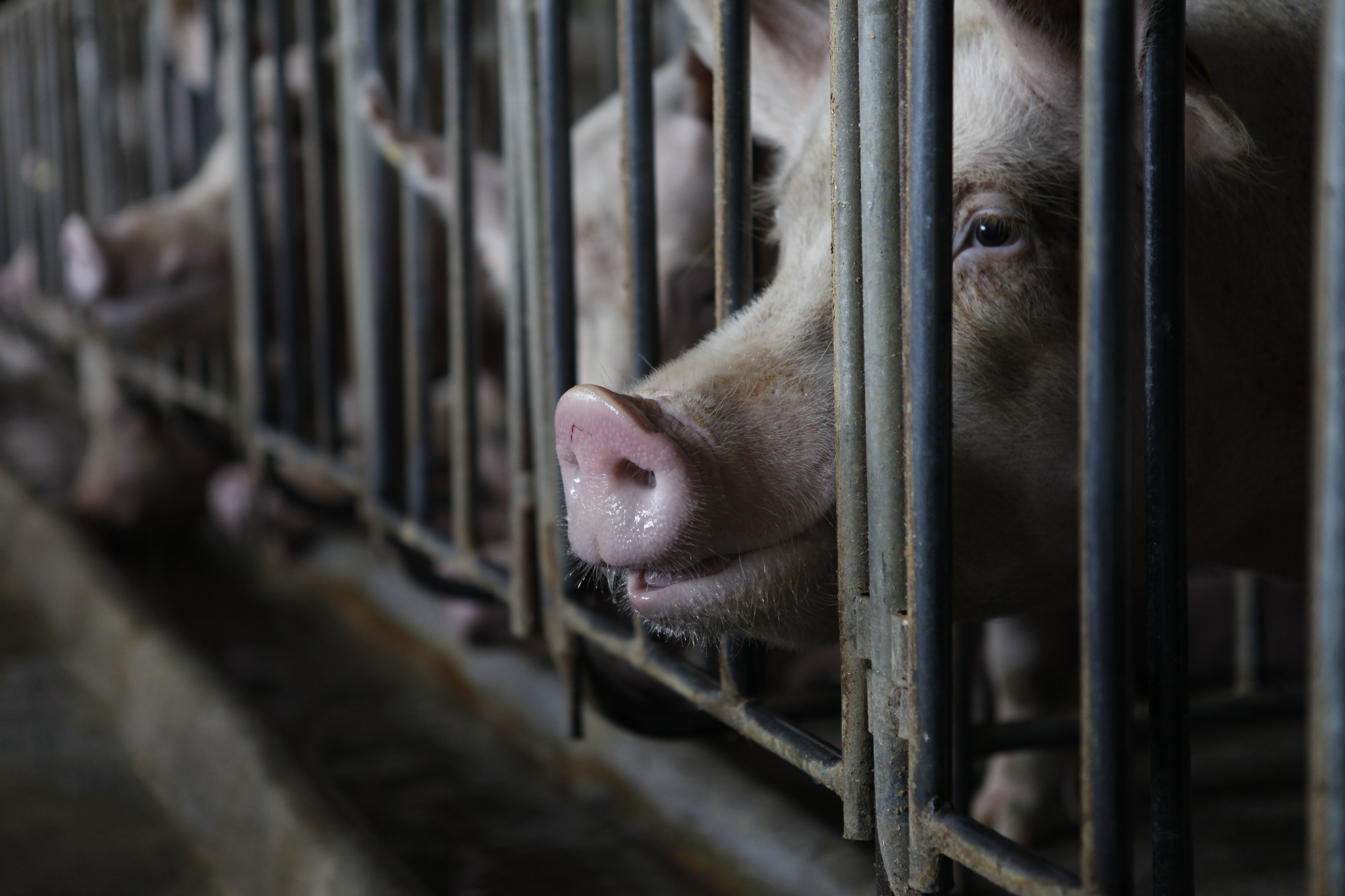 A pig kept in a metal crate on a factory farm.