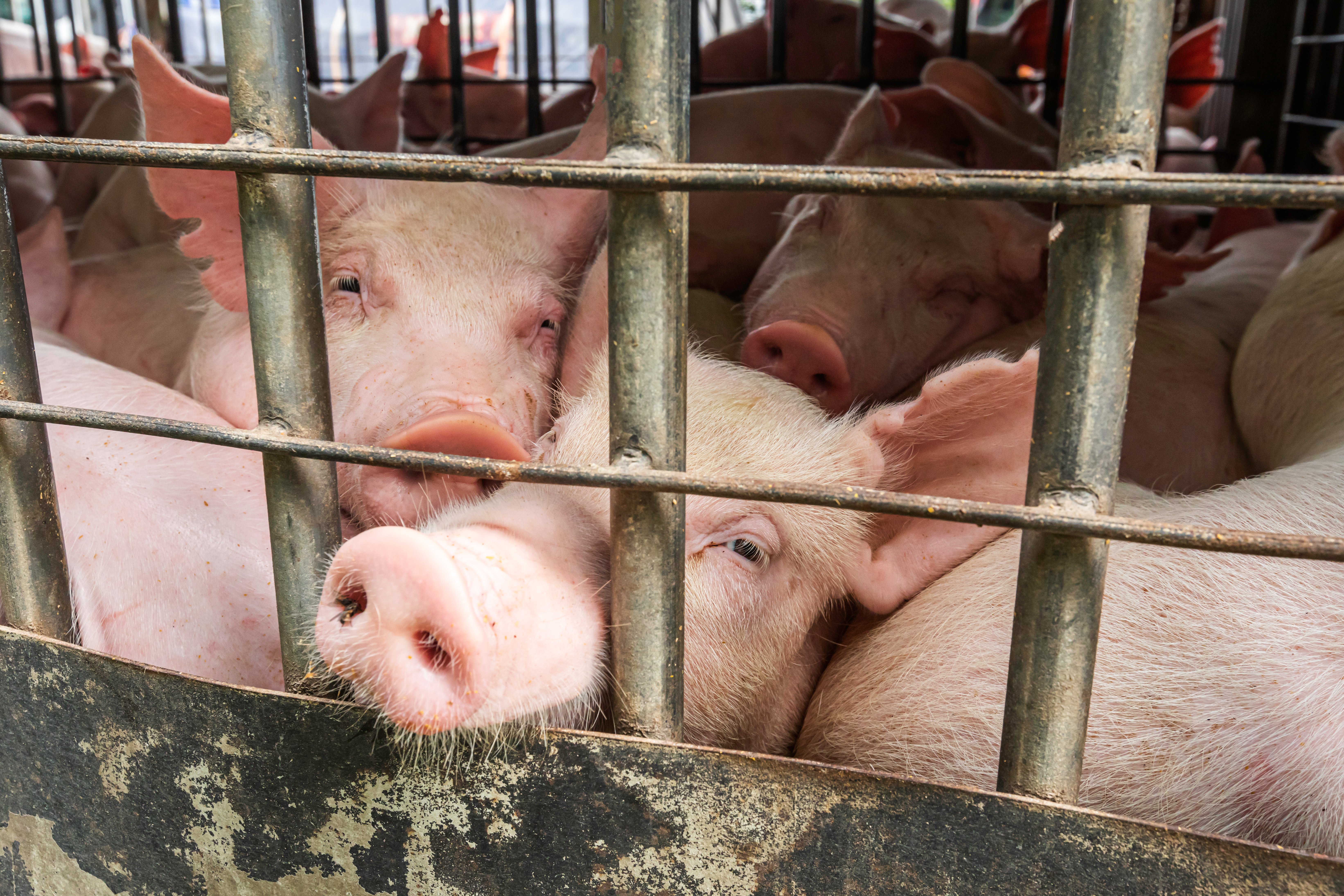 Pigs in a cage on a factory farm.