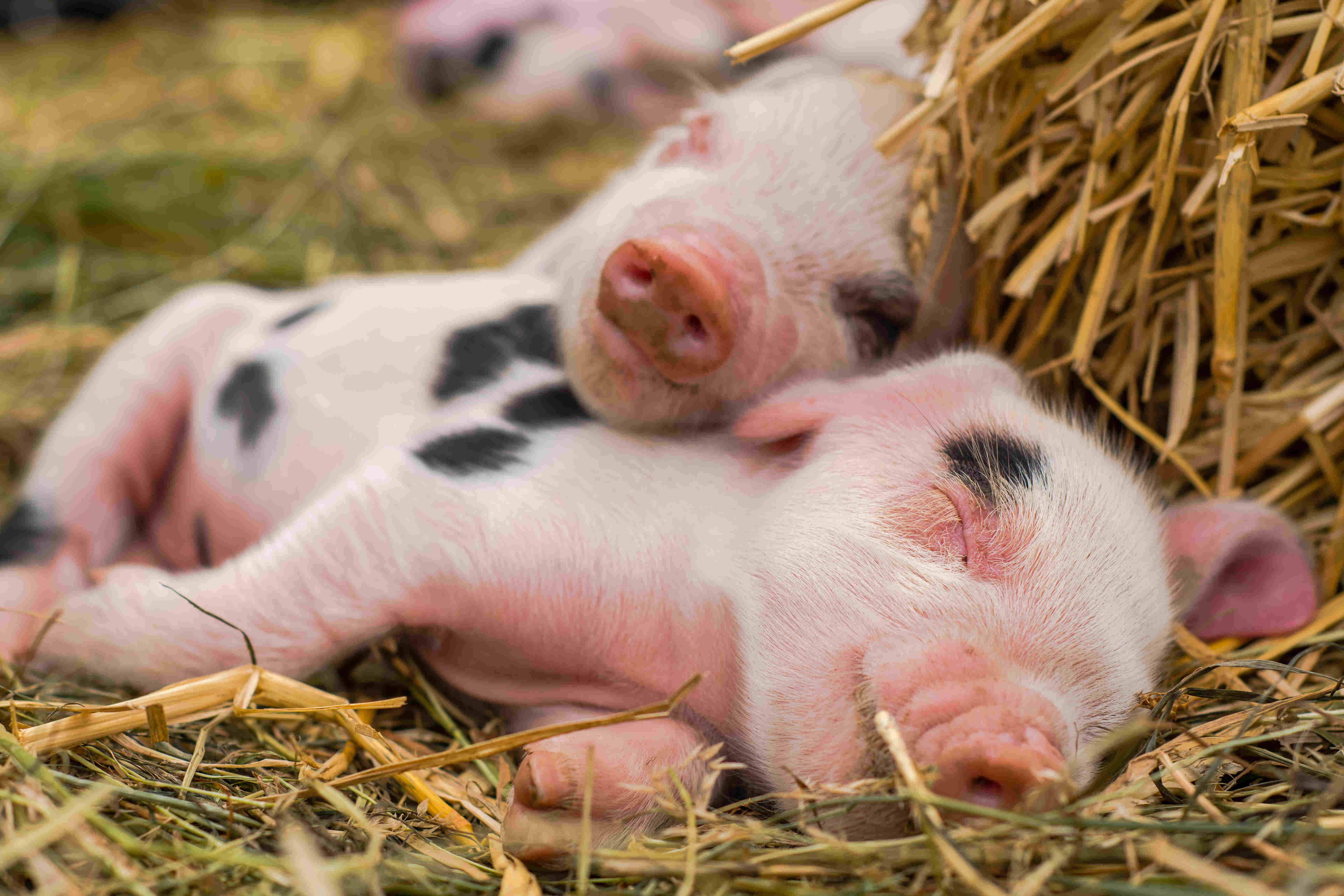 Two piglets sleeping together.
