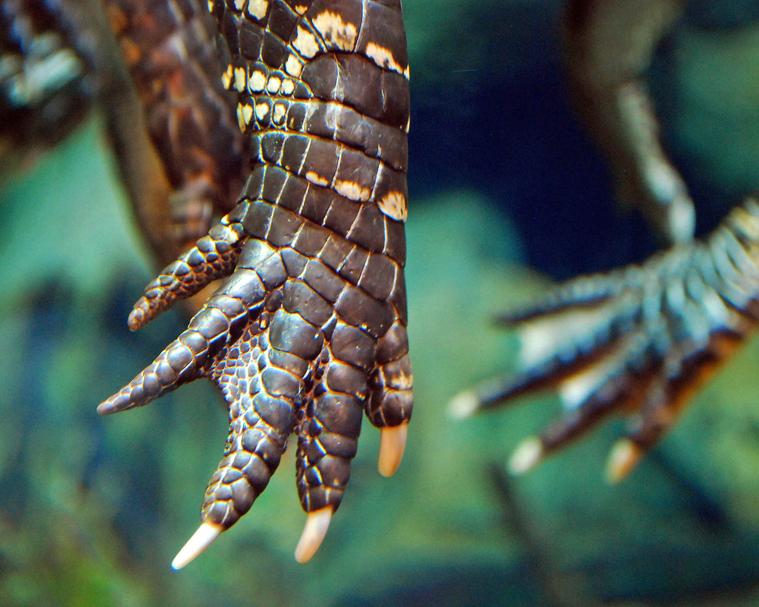 An alligator's foot and webbing.