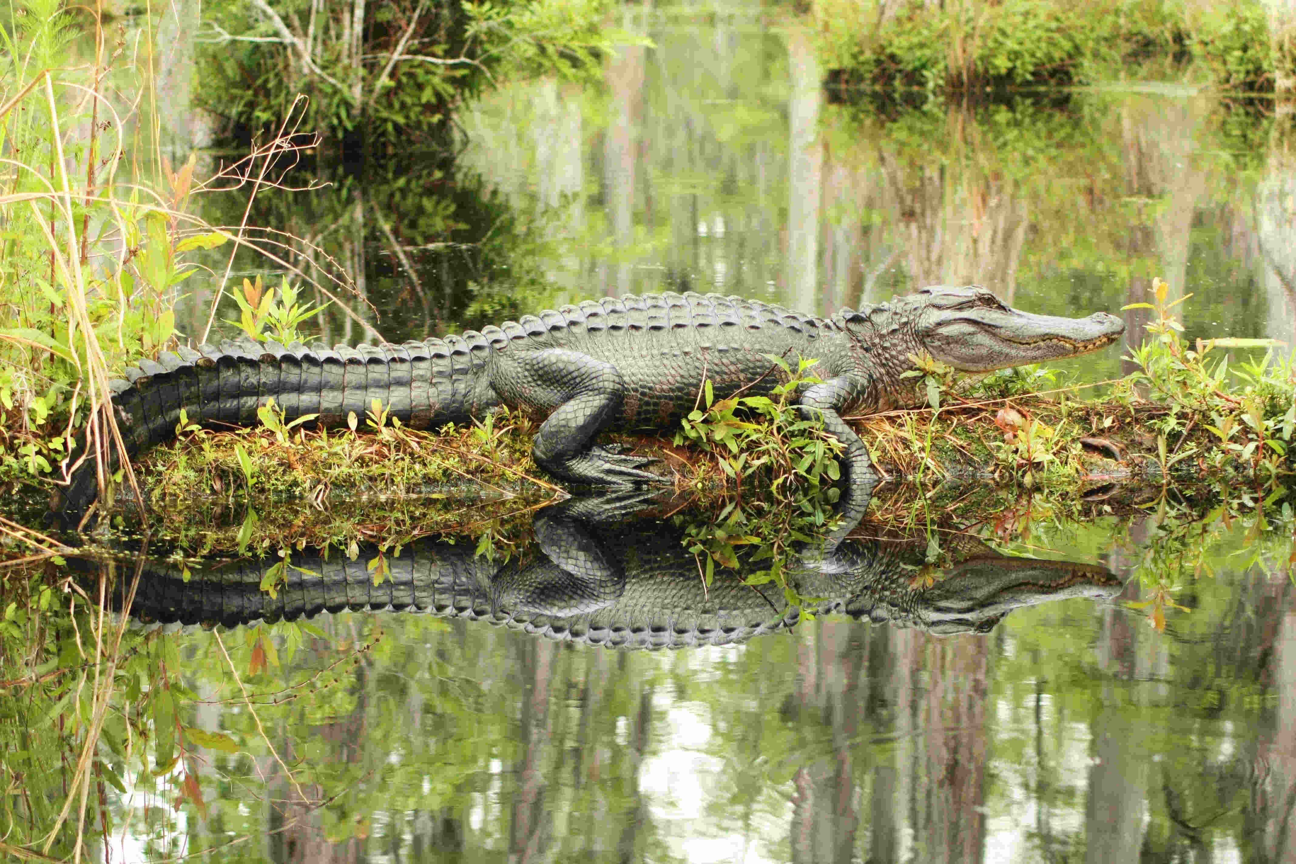 10 Facts About American Alligators