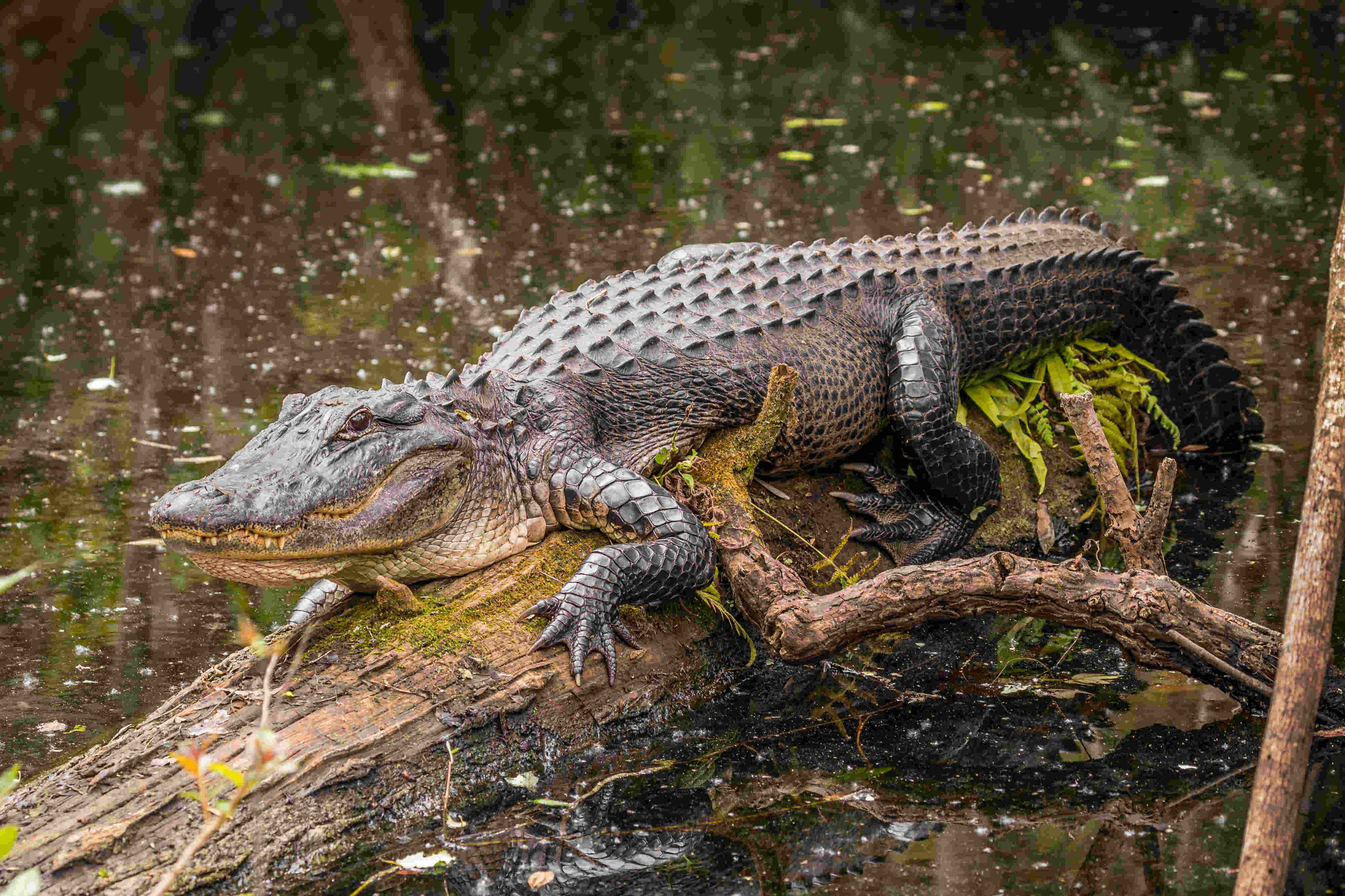 An alligator resting on a log in a swamp.