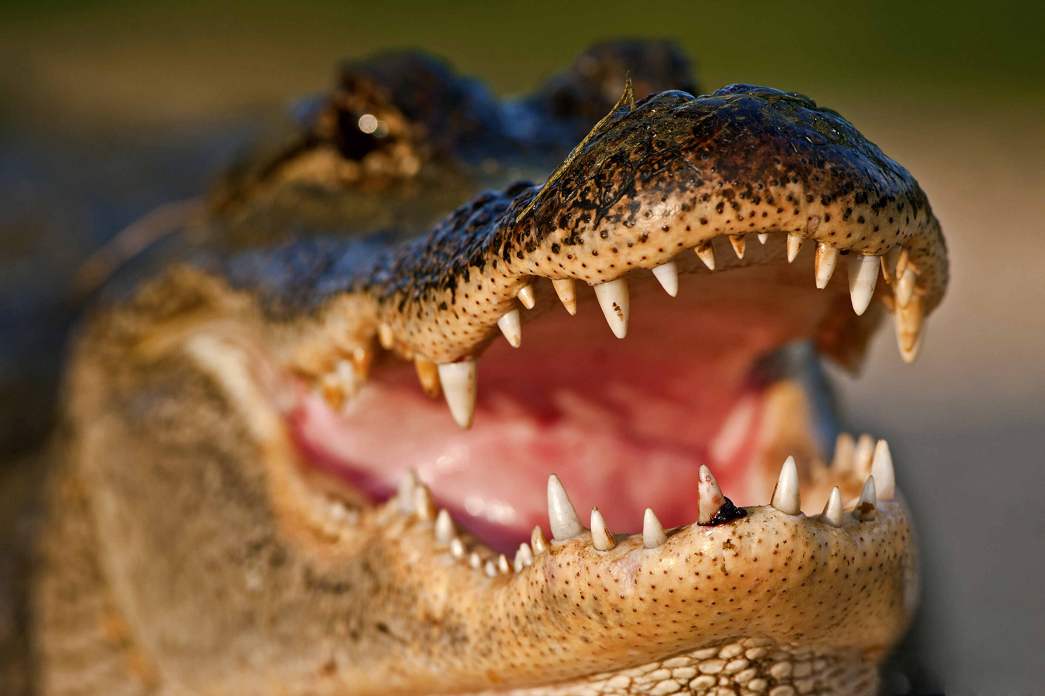 An alligator's mouth and teeth close up.