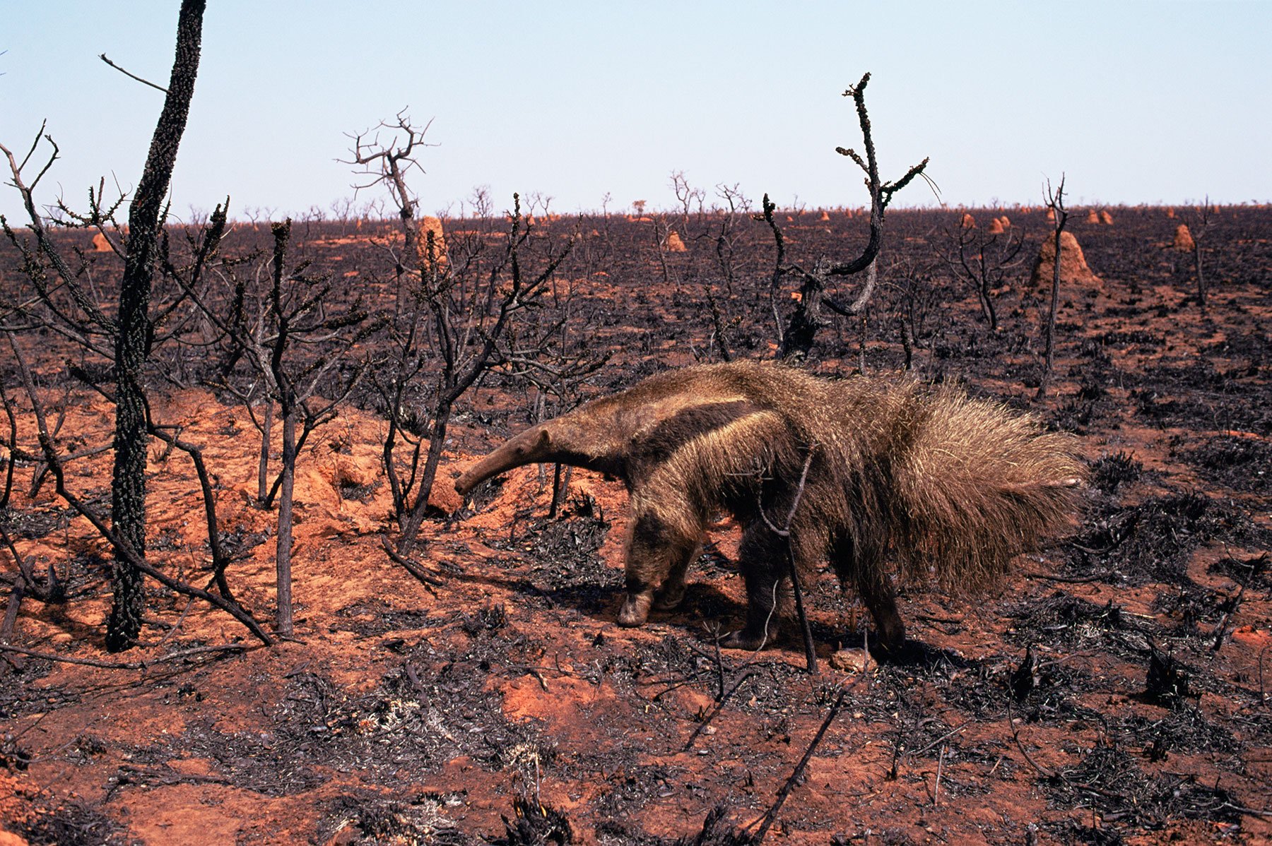 An anteater in a wild fire.