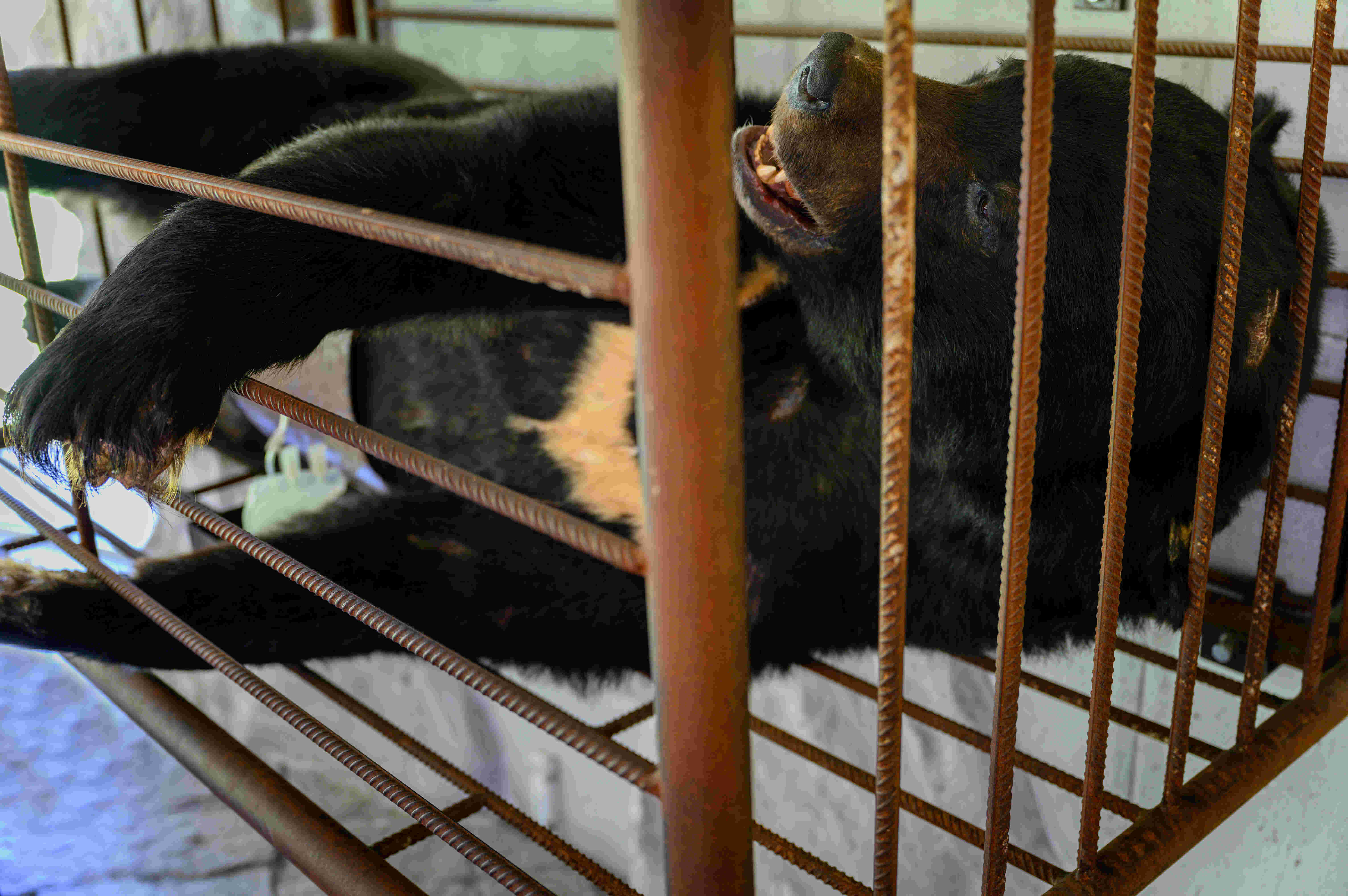 A bear in a cage on an illegal bear bile farm.