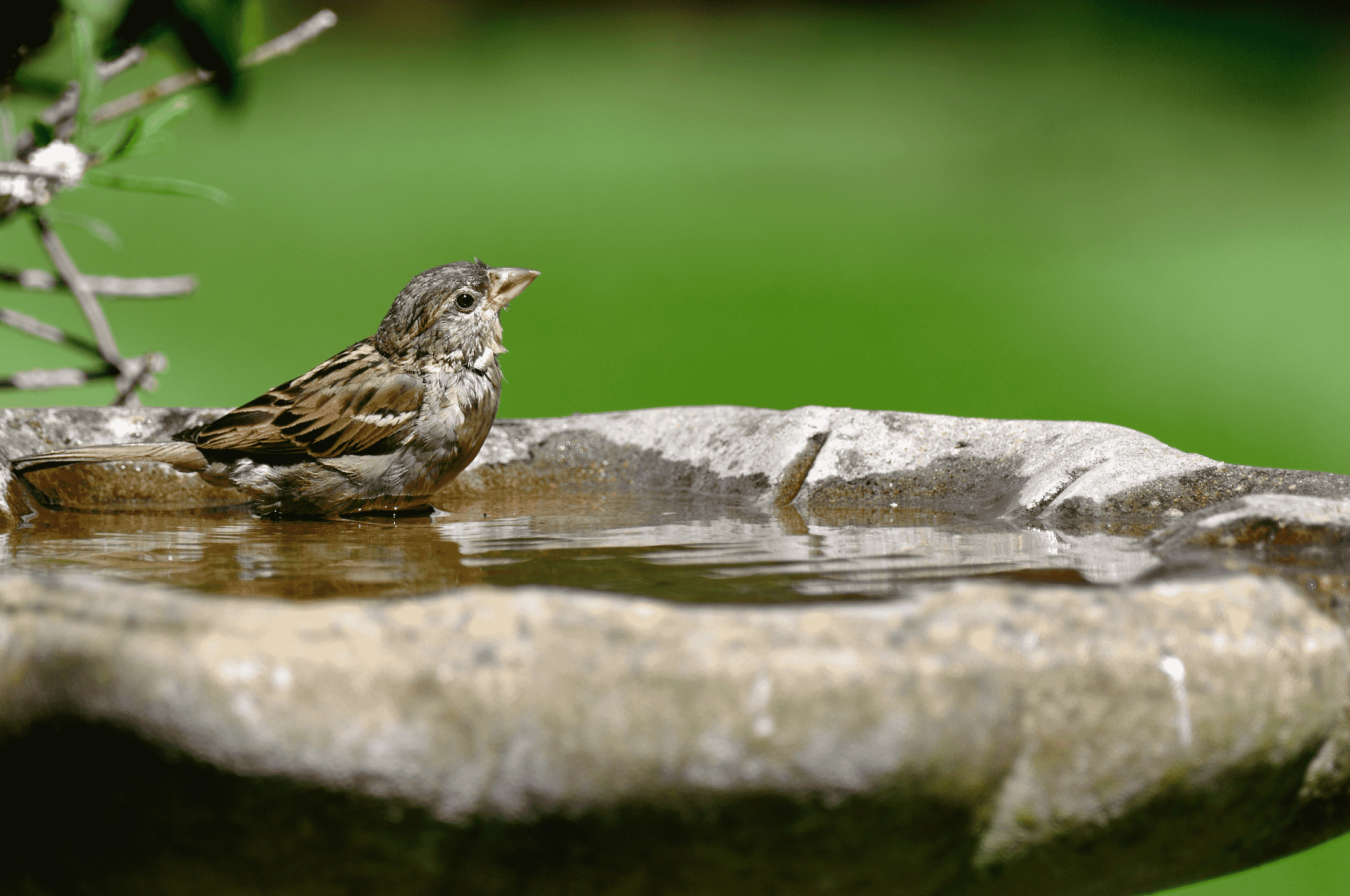 A bird using a birdbath outside.