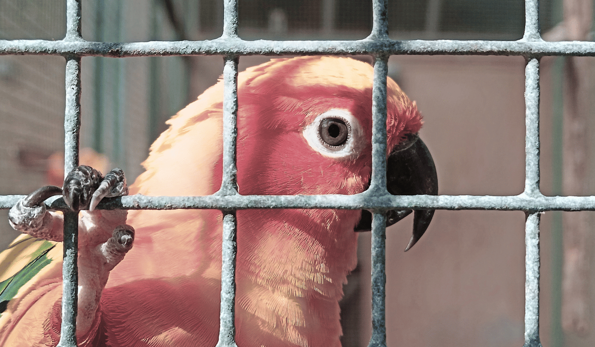 A parrot in a wire cage, claw wrapped around the cage, looking at the camera.