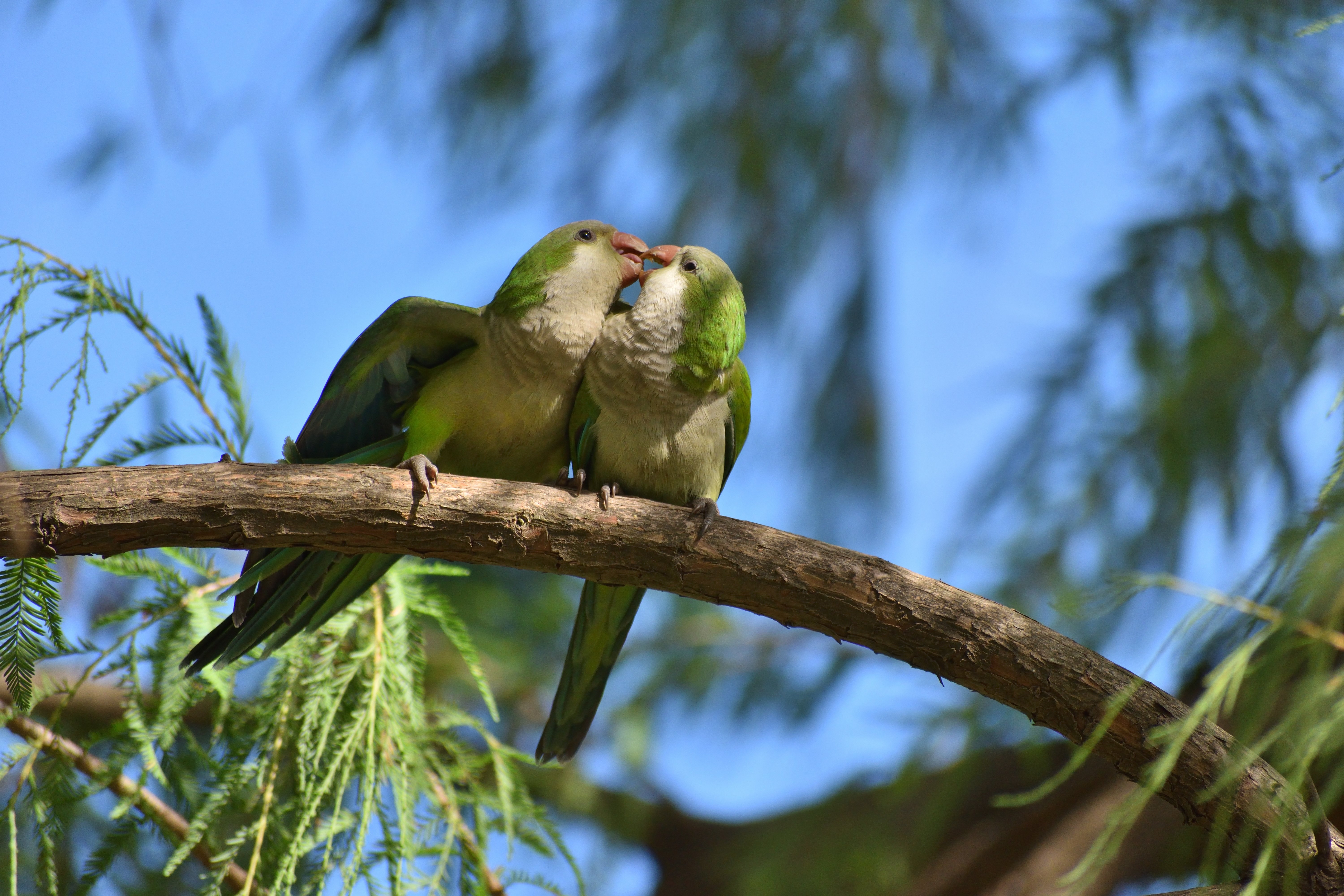 Two quaker parakeets on a branch nuzzling each other.