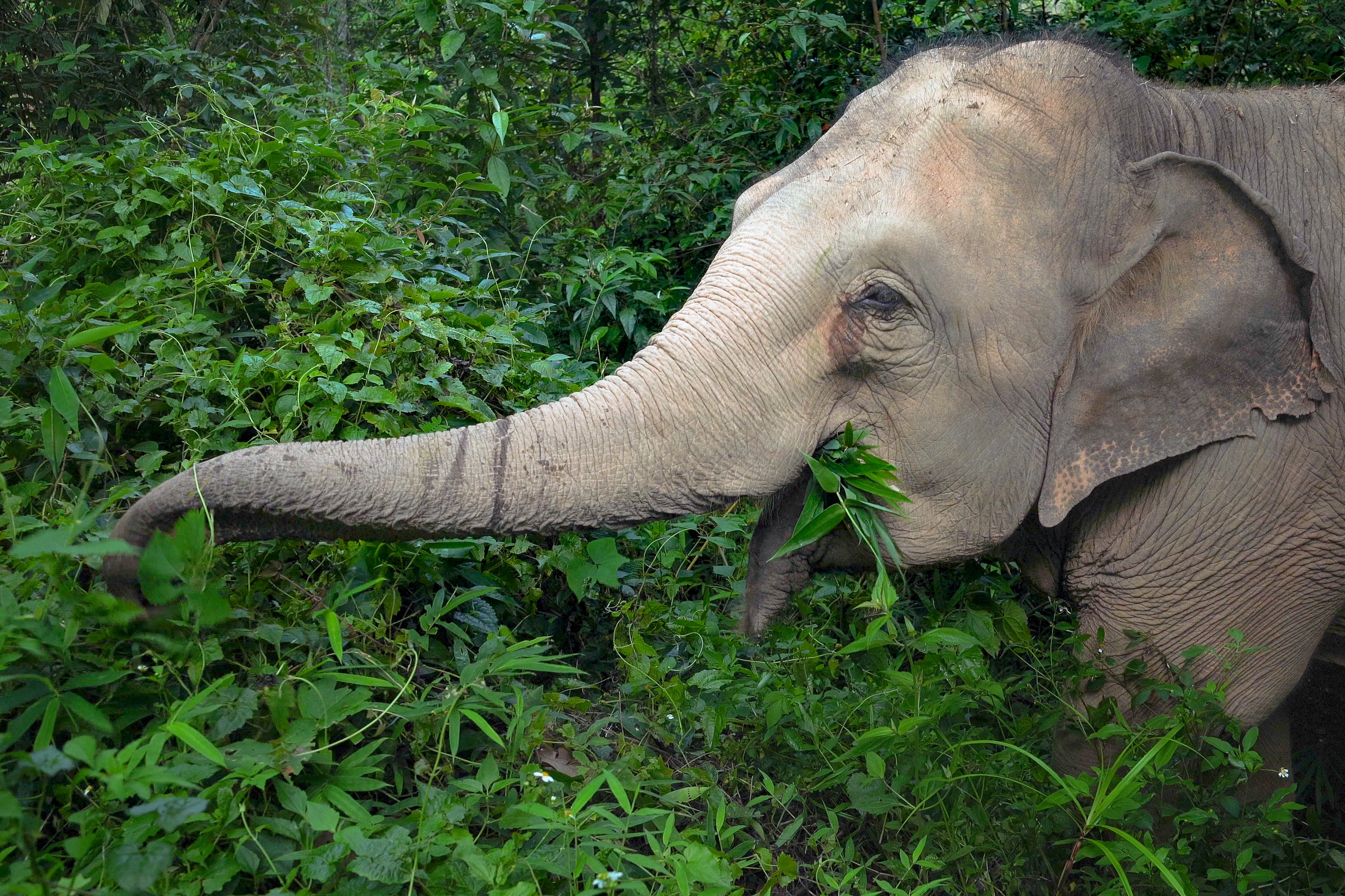 An elephant in the wild using their trunk to peruse some grasses.