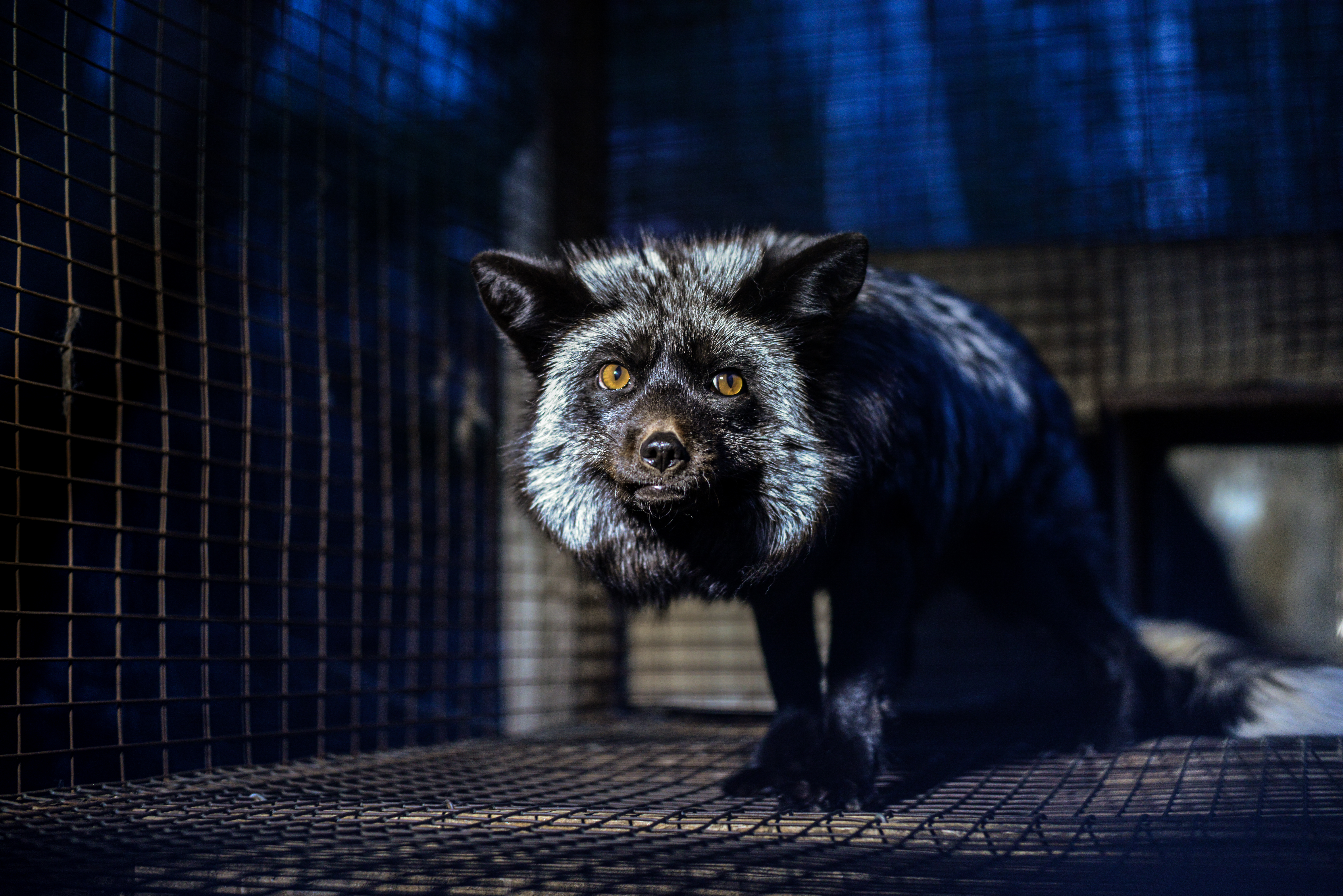 A silver fox caged on a fur farm.