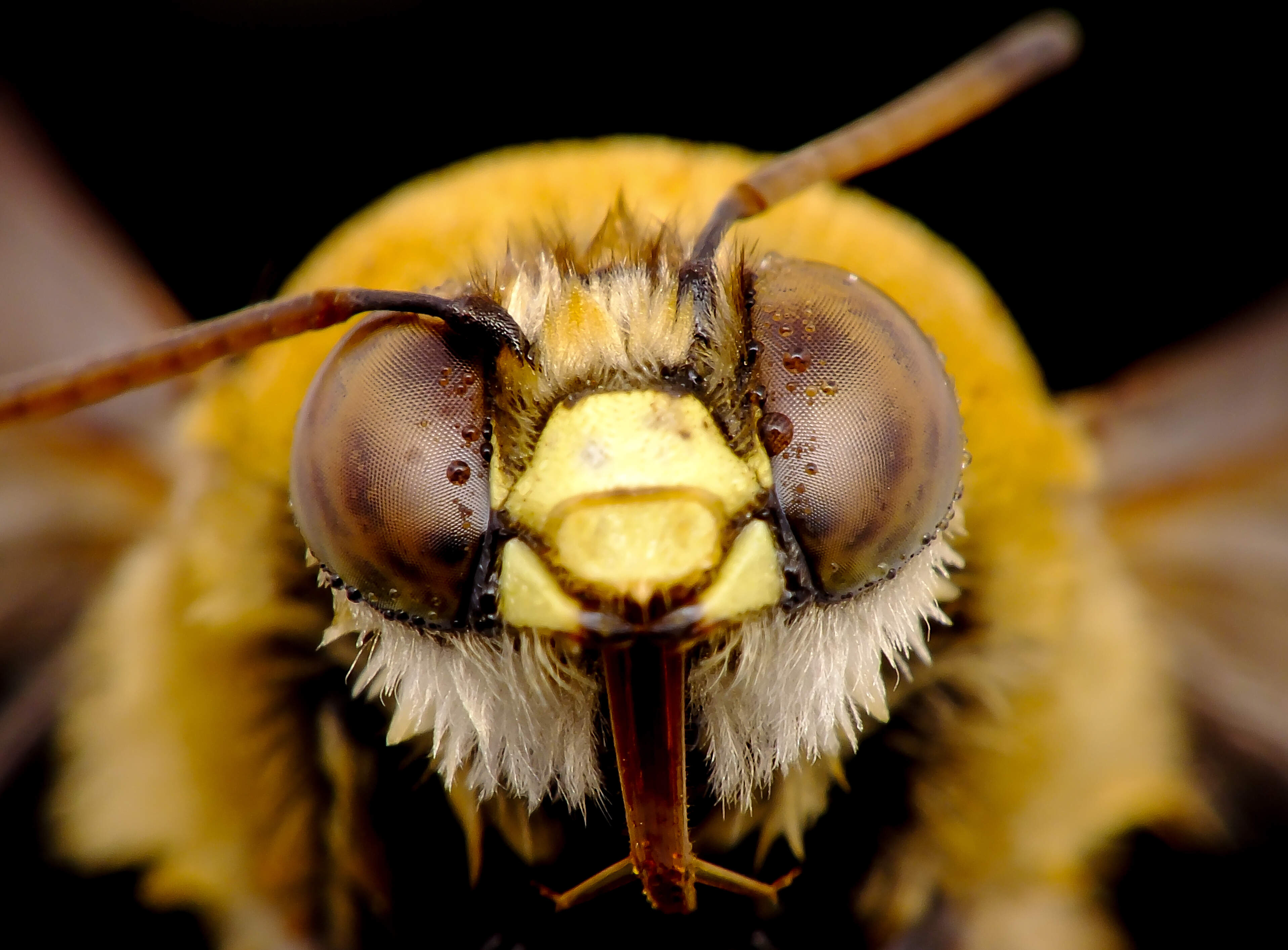 A close-up shot of a bee's face.