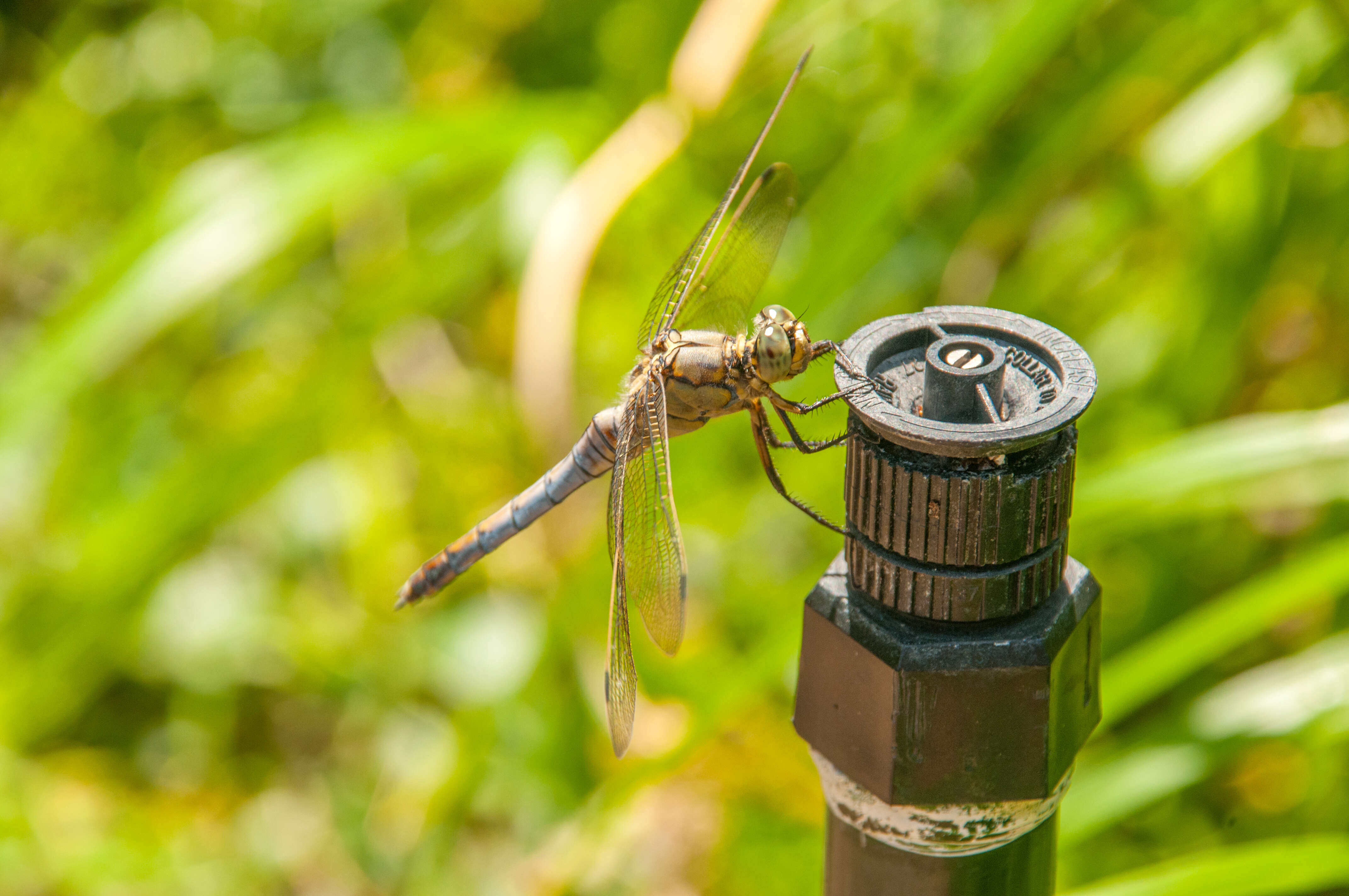 A dragonfly perched on a sprinkler nozzle outside.