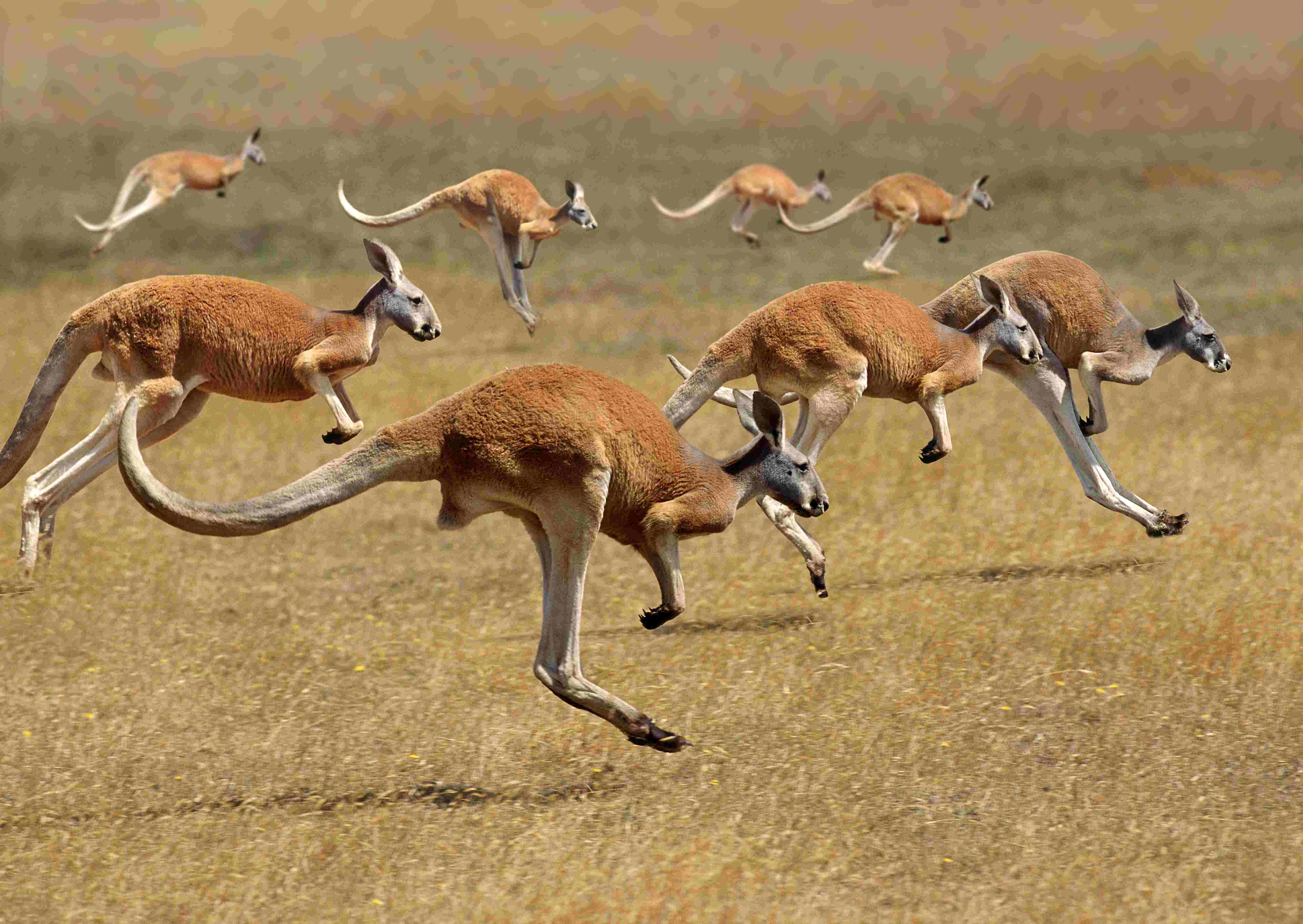 A group (mob) of kangaroos.