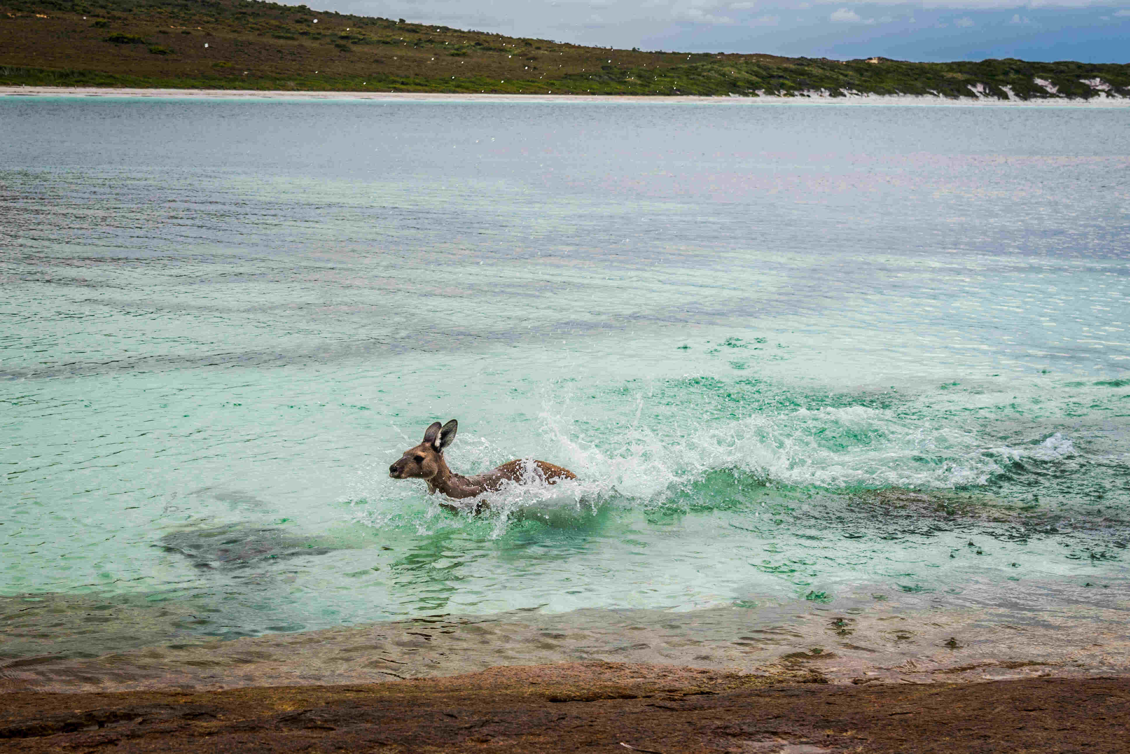 A kangaroo swimming in the ocean.