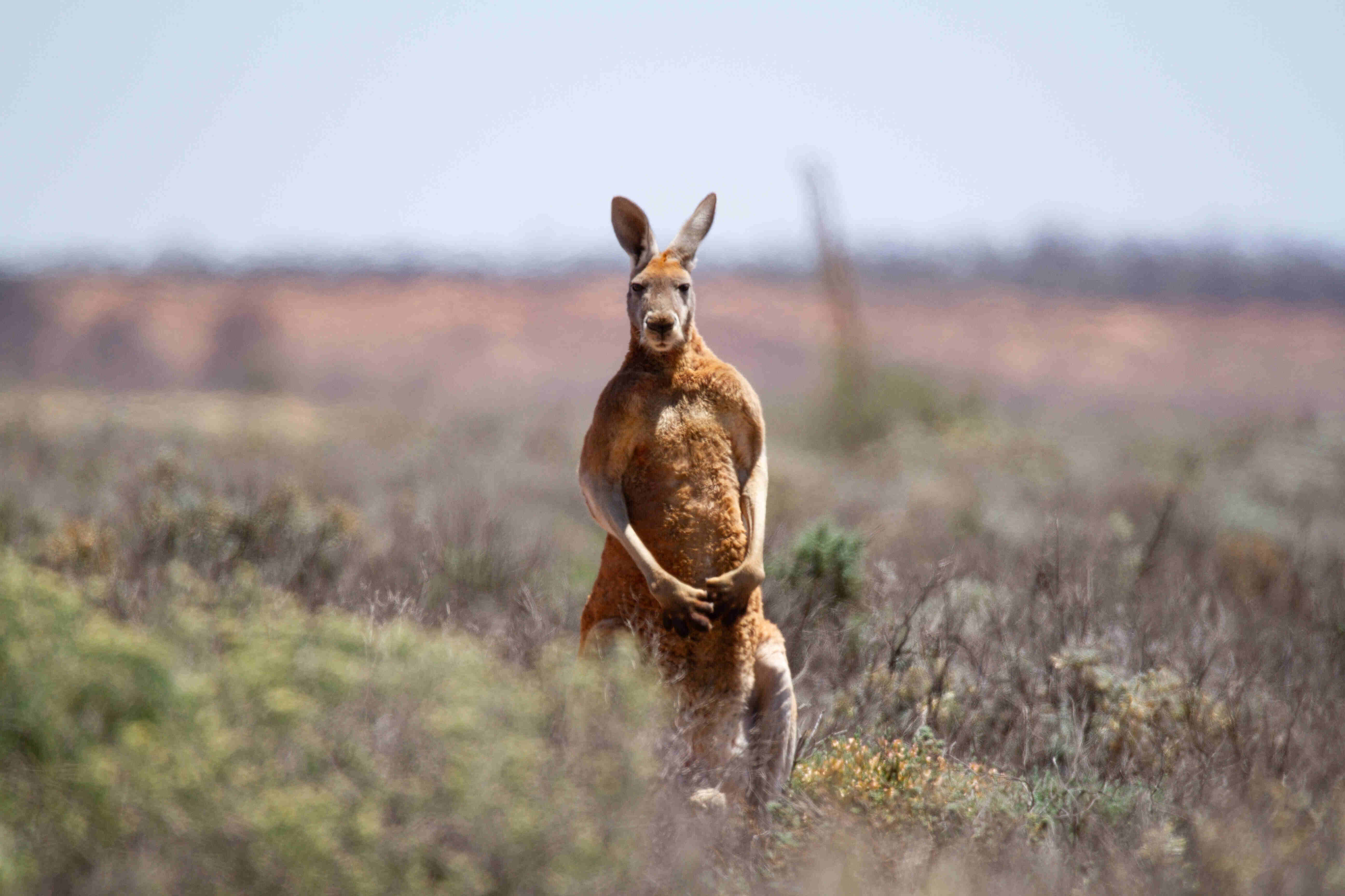 A kangaroo standing tall in the grasslands.