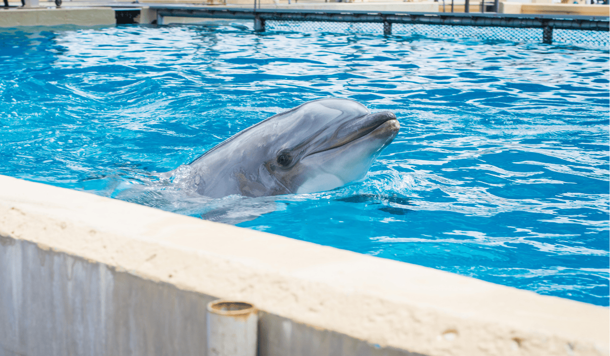 A dolphin swimming in captivity in a tank at SeaWorld San Antonio.