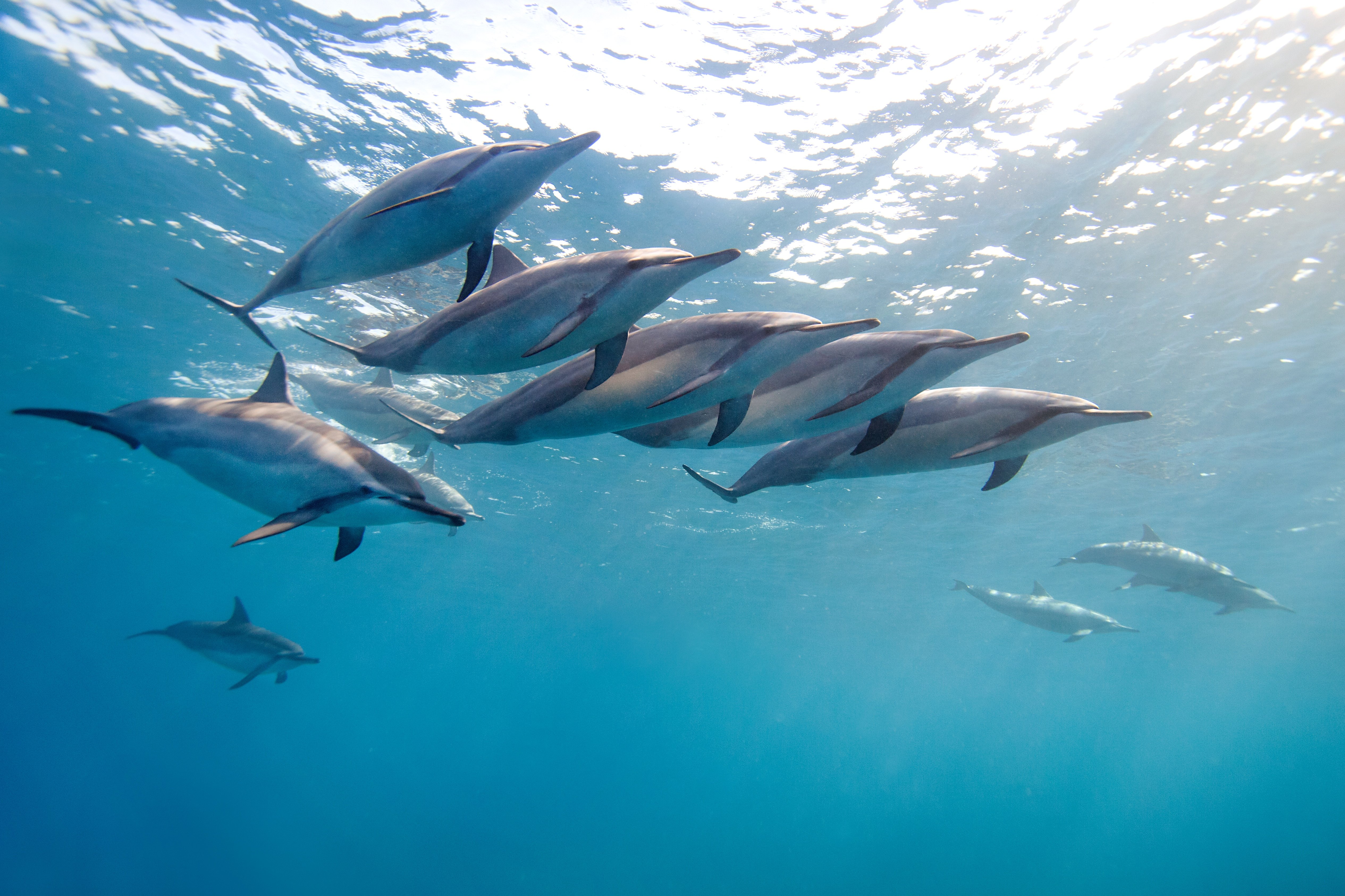 A group of dolphins swimming together in the ocean.