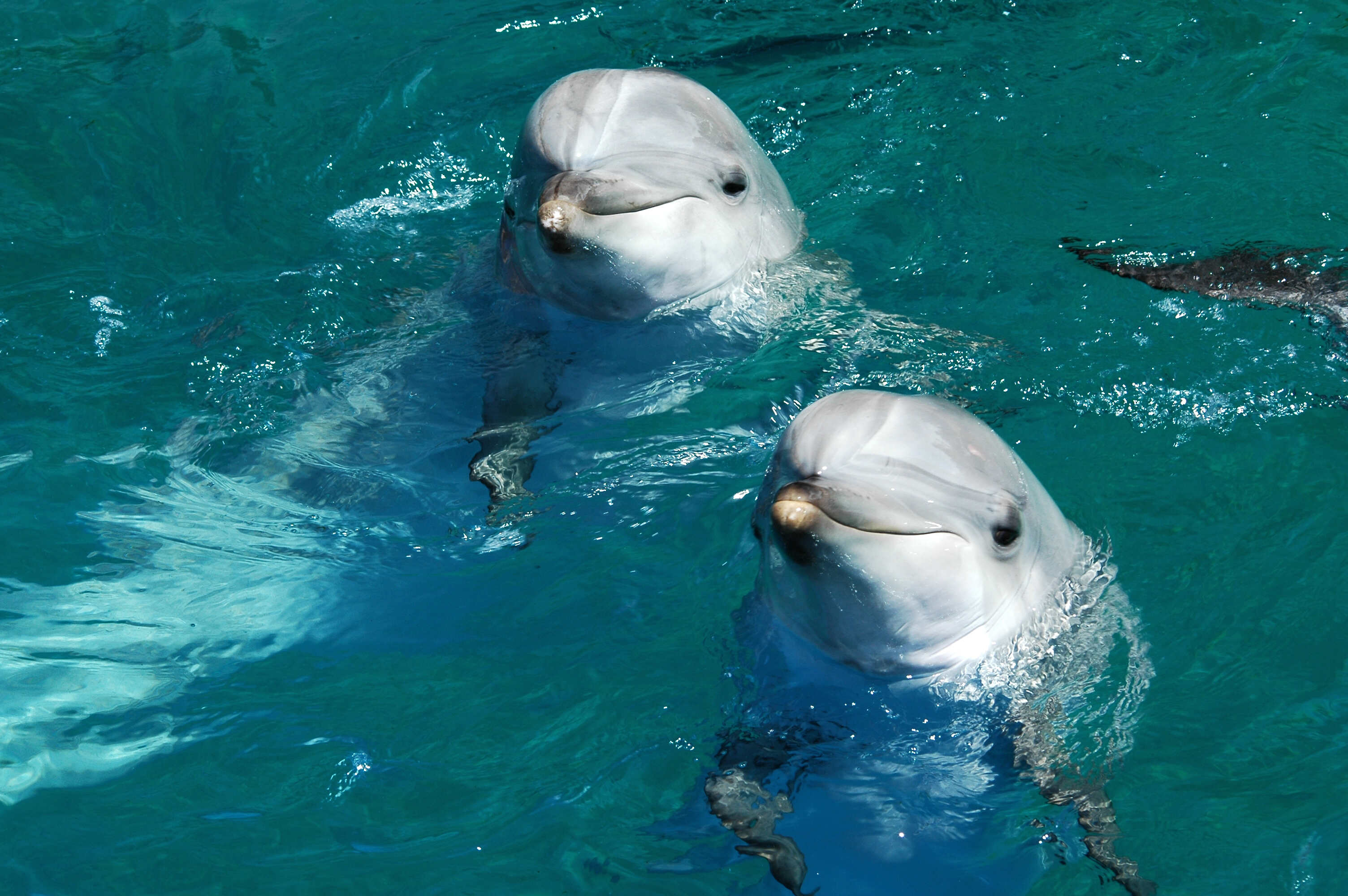 Two dolphins poking their heads out of water.