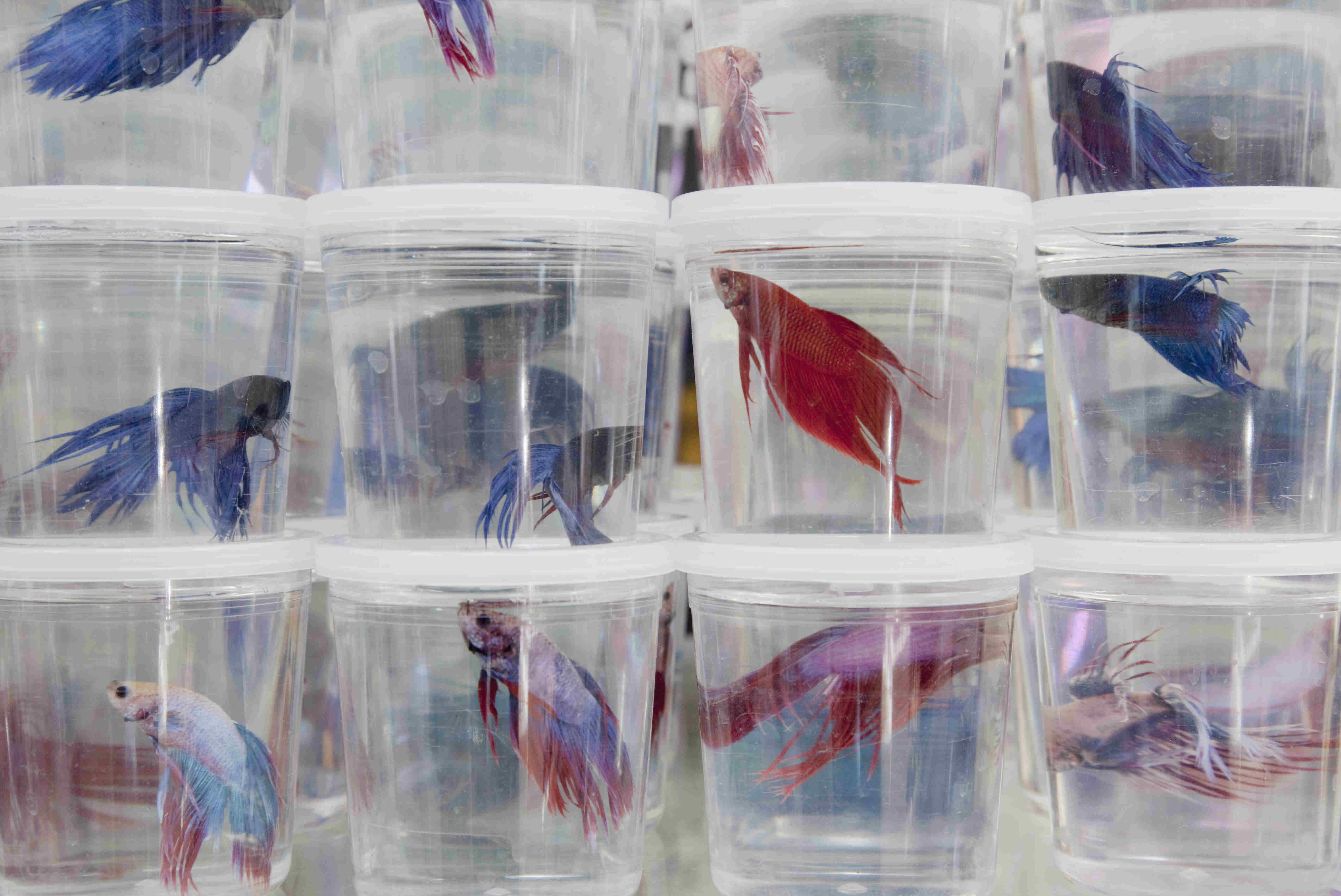 Betta fishes at the pet store in plastic containers.