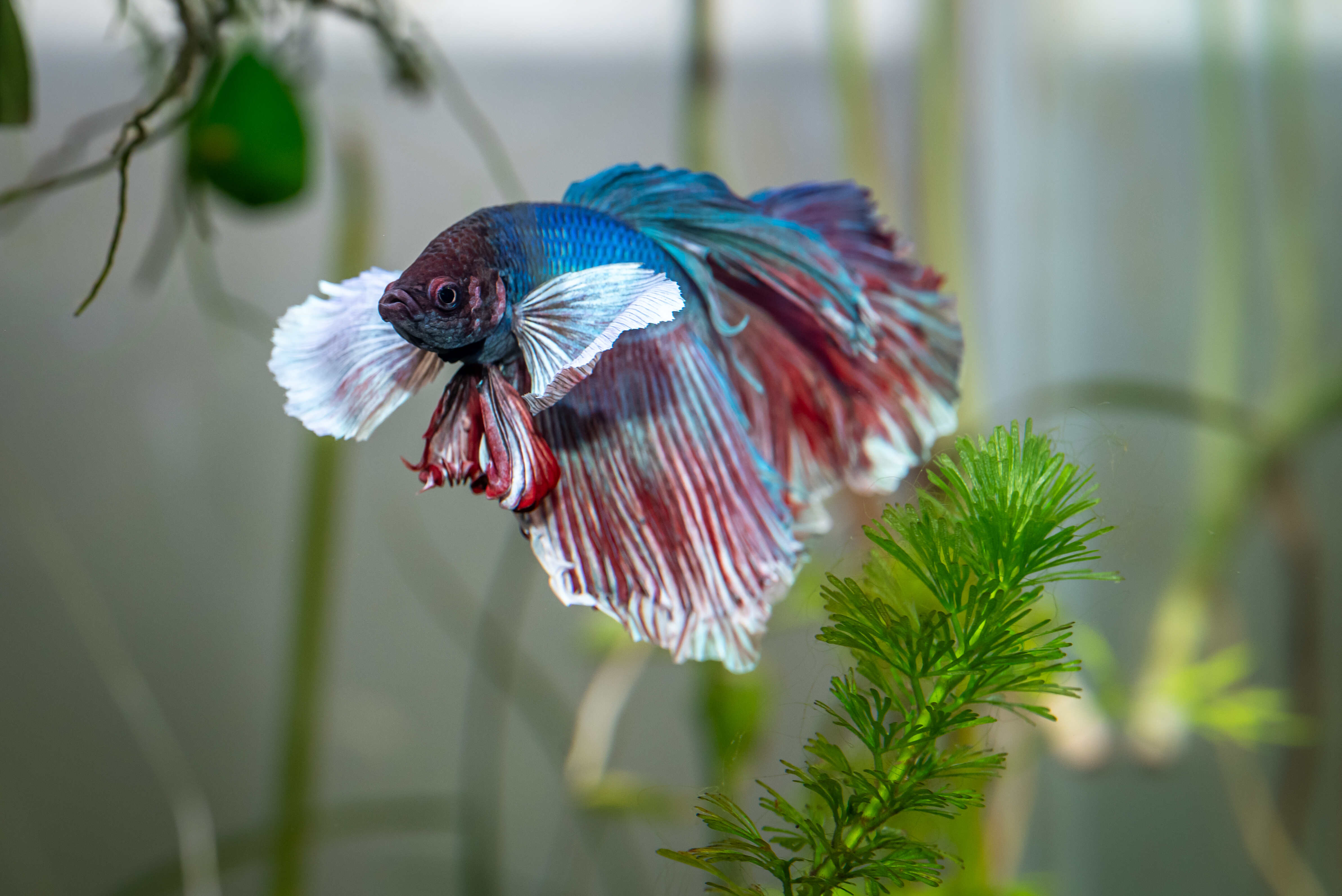 A blue betta fish in a tank.