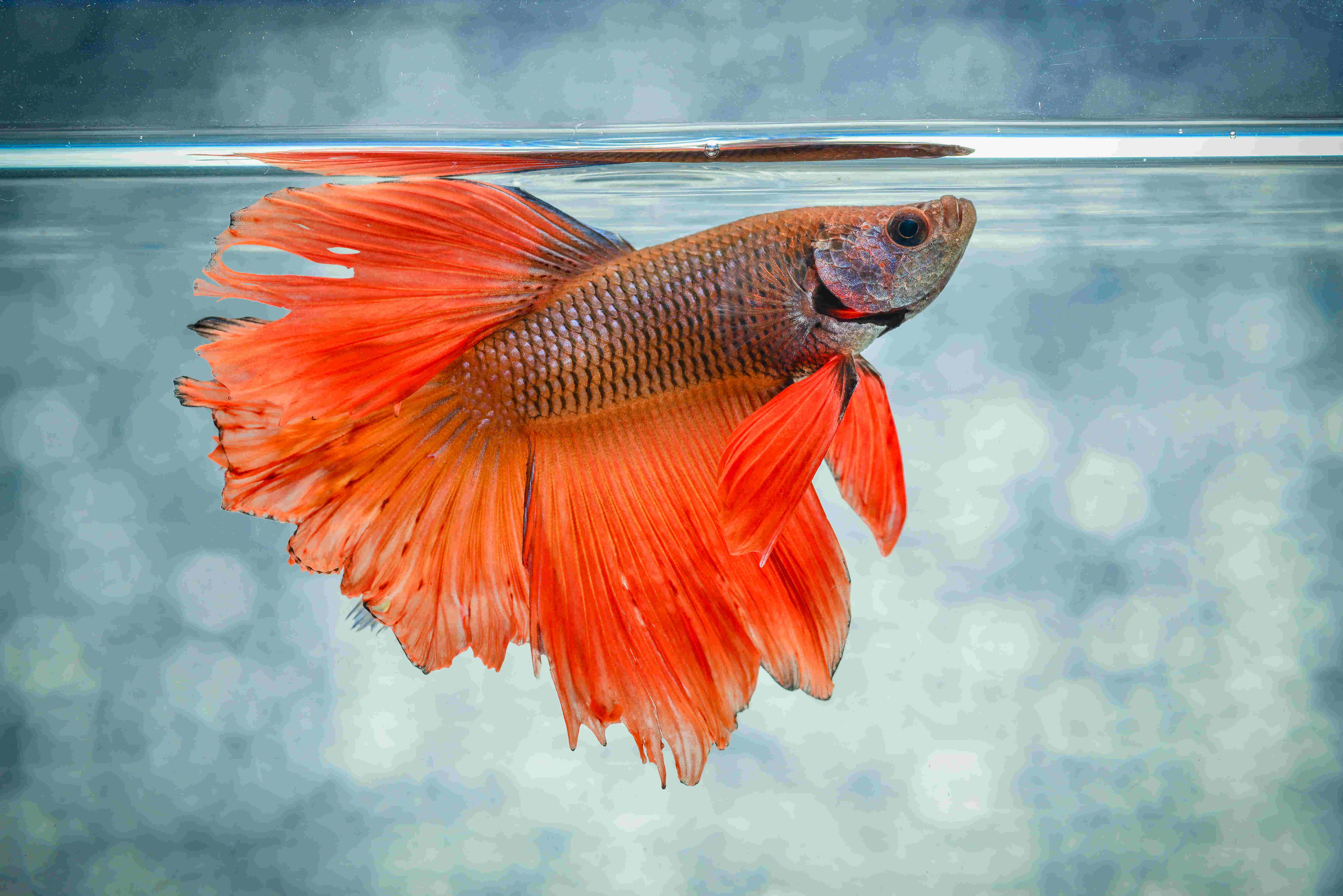 An orange betta fish in a tank.