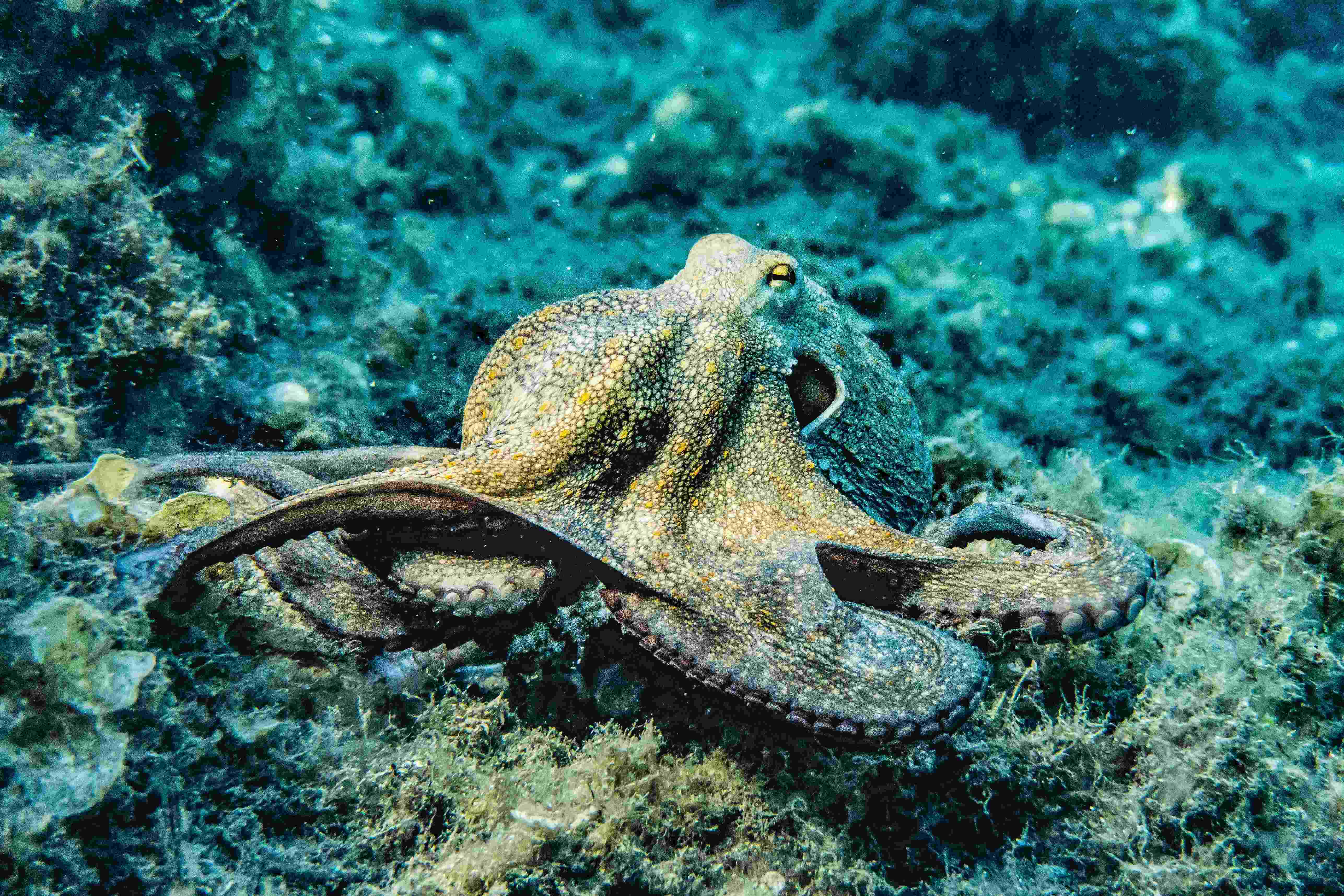 An octopus underwater.