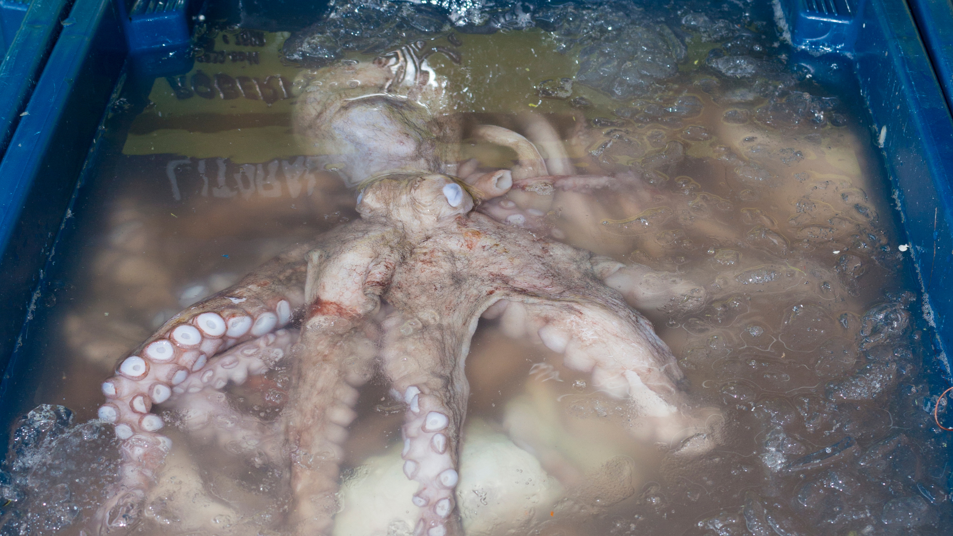 An octopus in an ice tank.