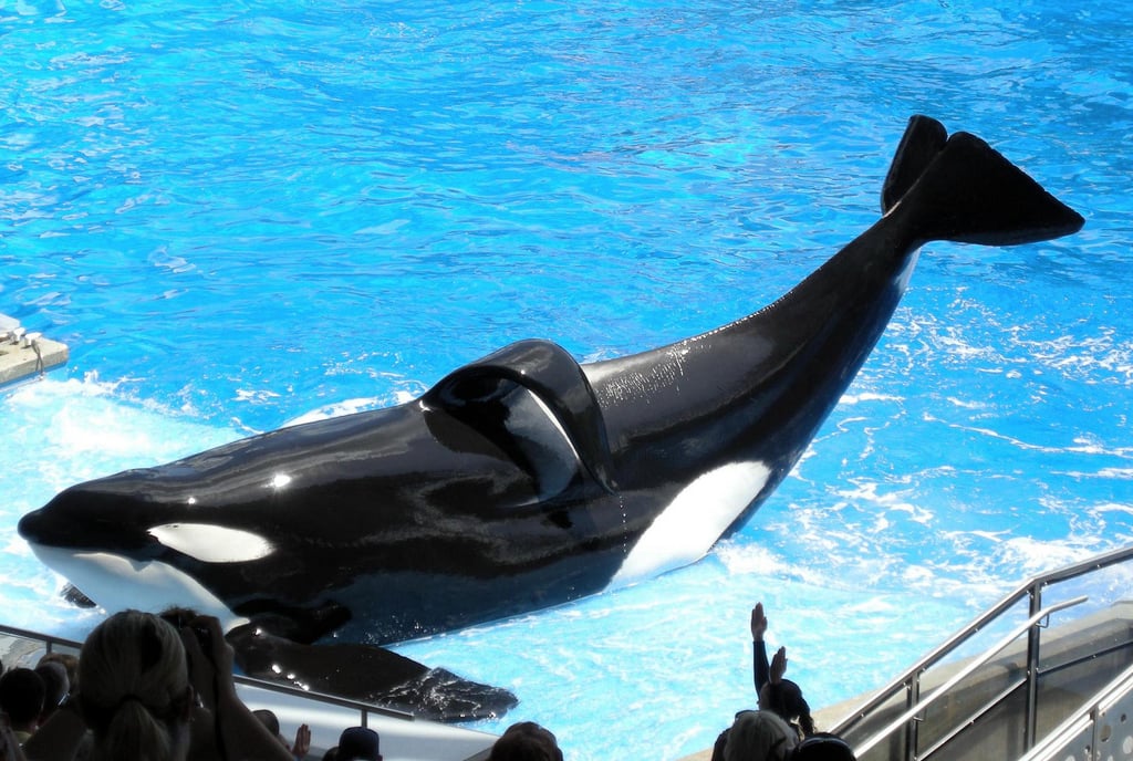 Tilikum: What Happened to the Orca Who Inspired a Movement to End Marine  Captivity